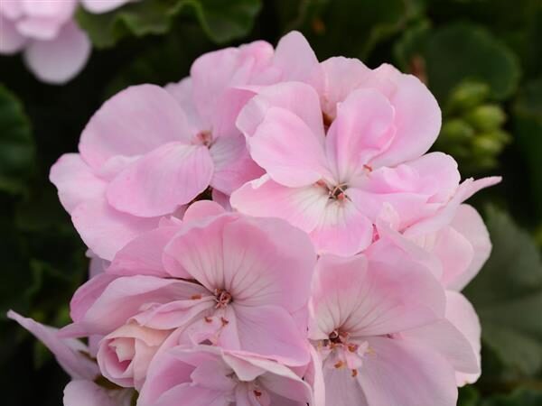 Zonal Geranium Fantasia Appleblossom