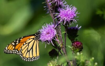 May 25th – Plant a Butterfly Planter