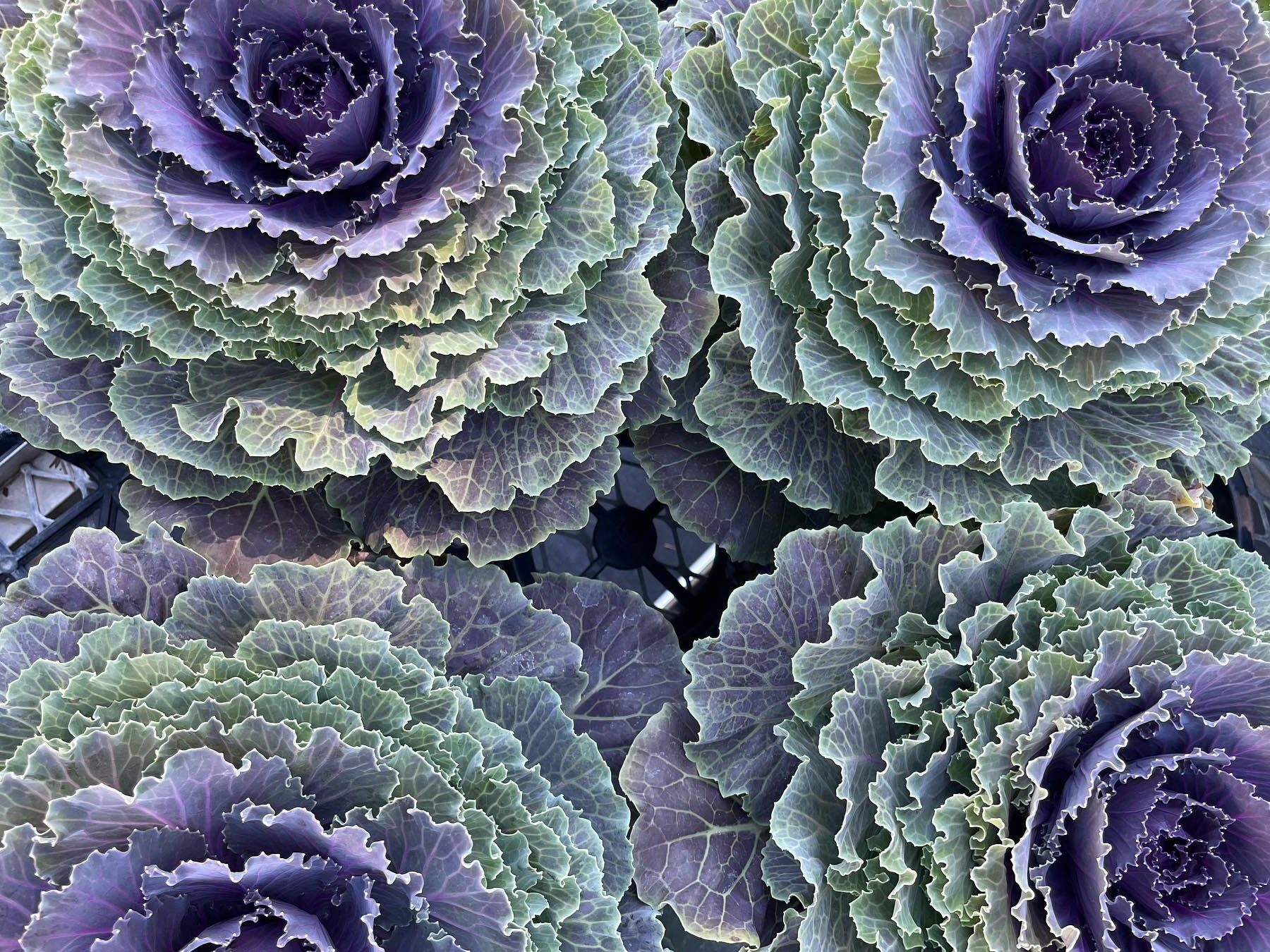 kale 1
