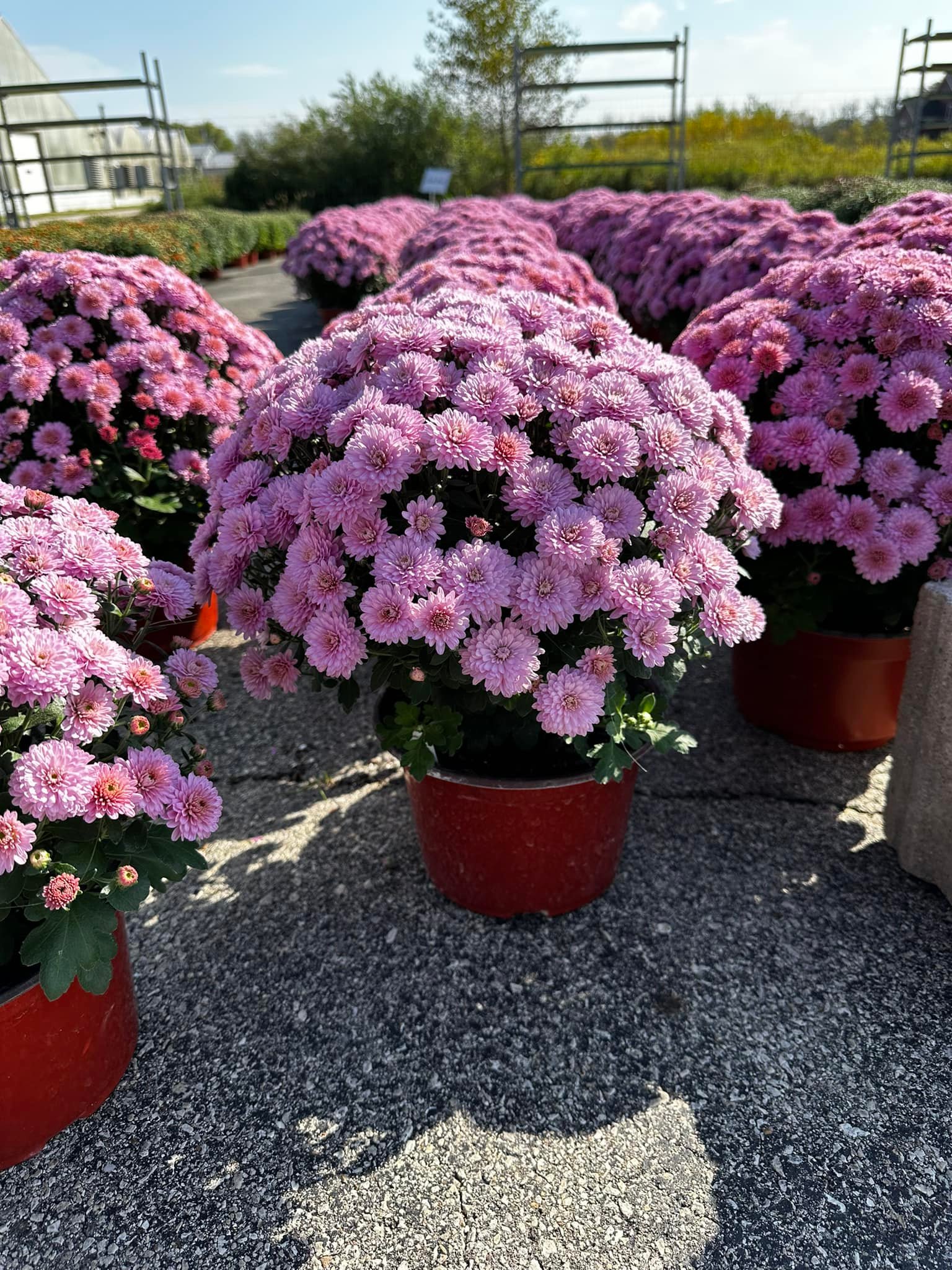 lilac mum