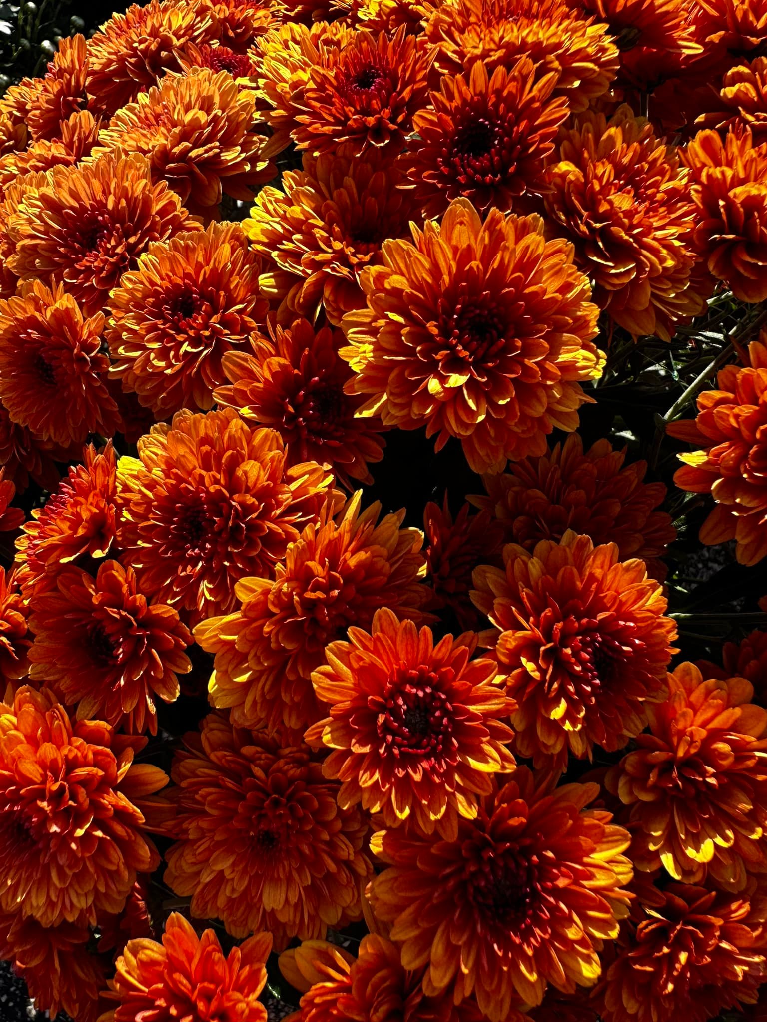 orange mum
