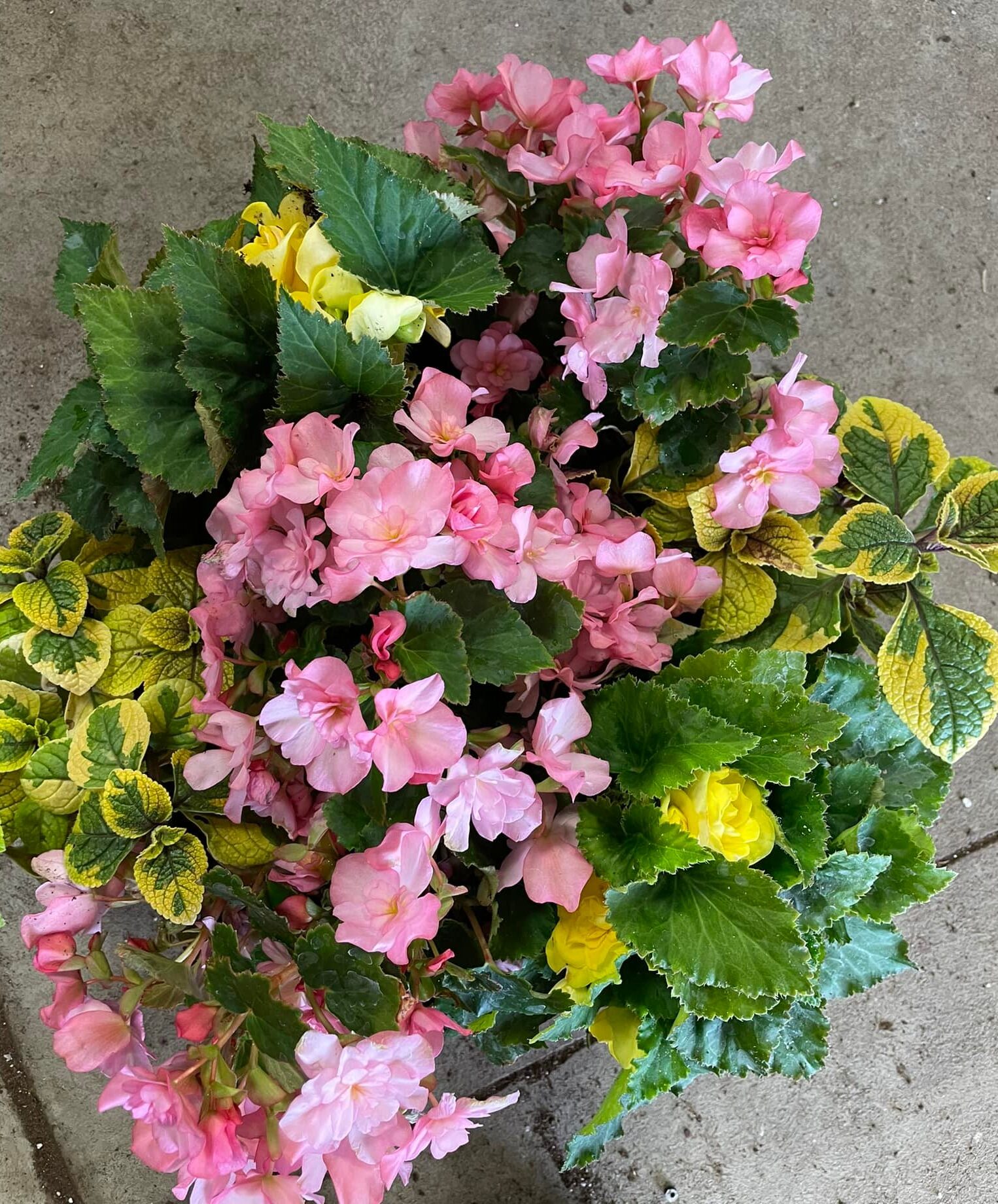 pretty pink porch pots