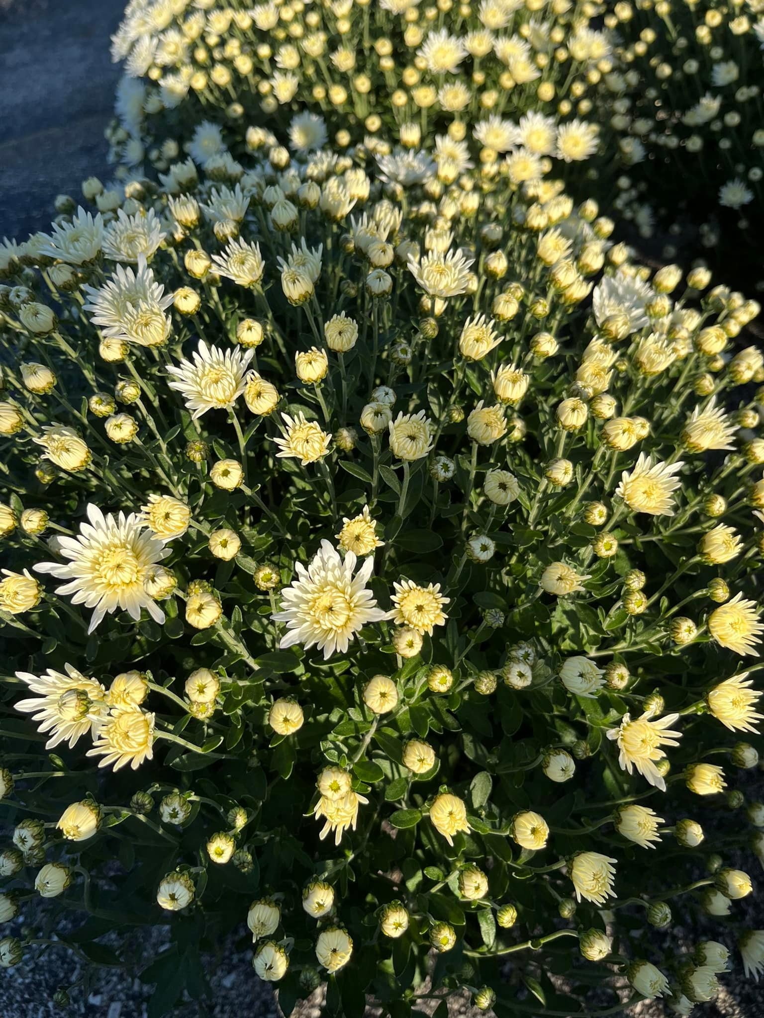 white mum