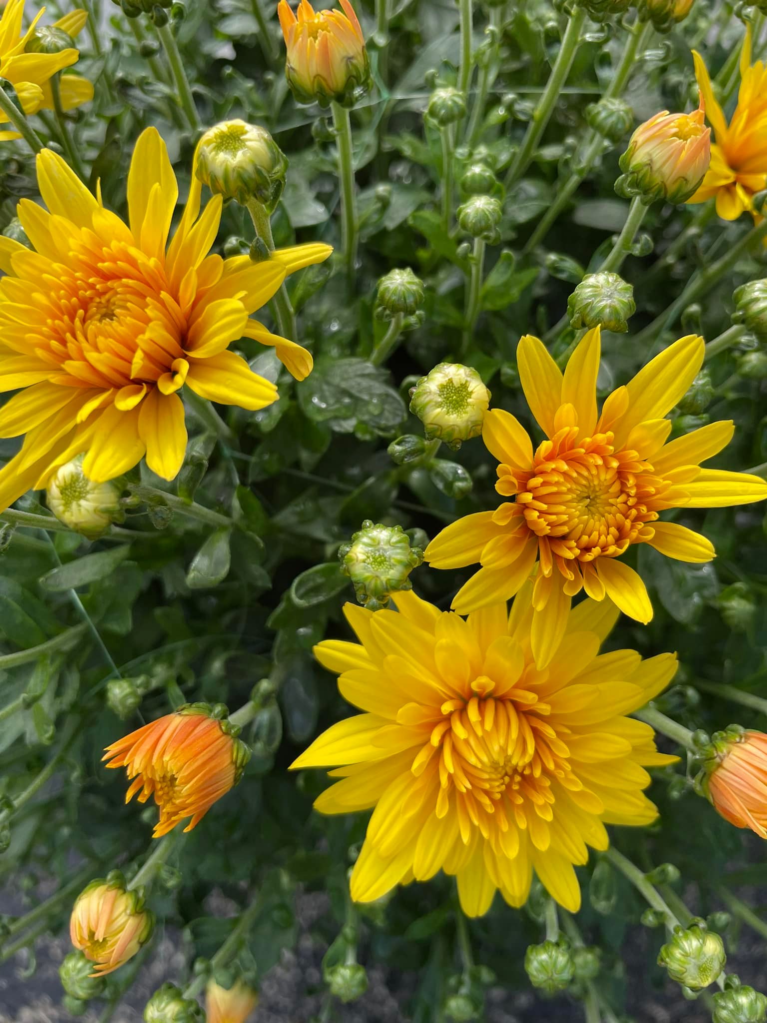 yellow brillance