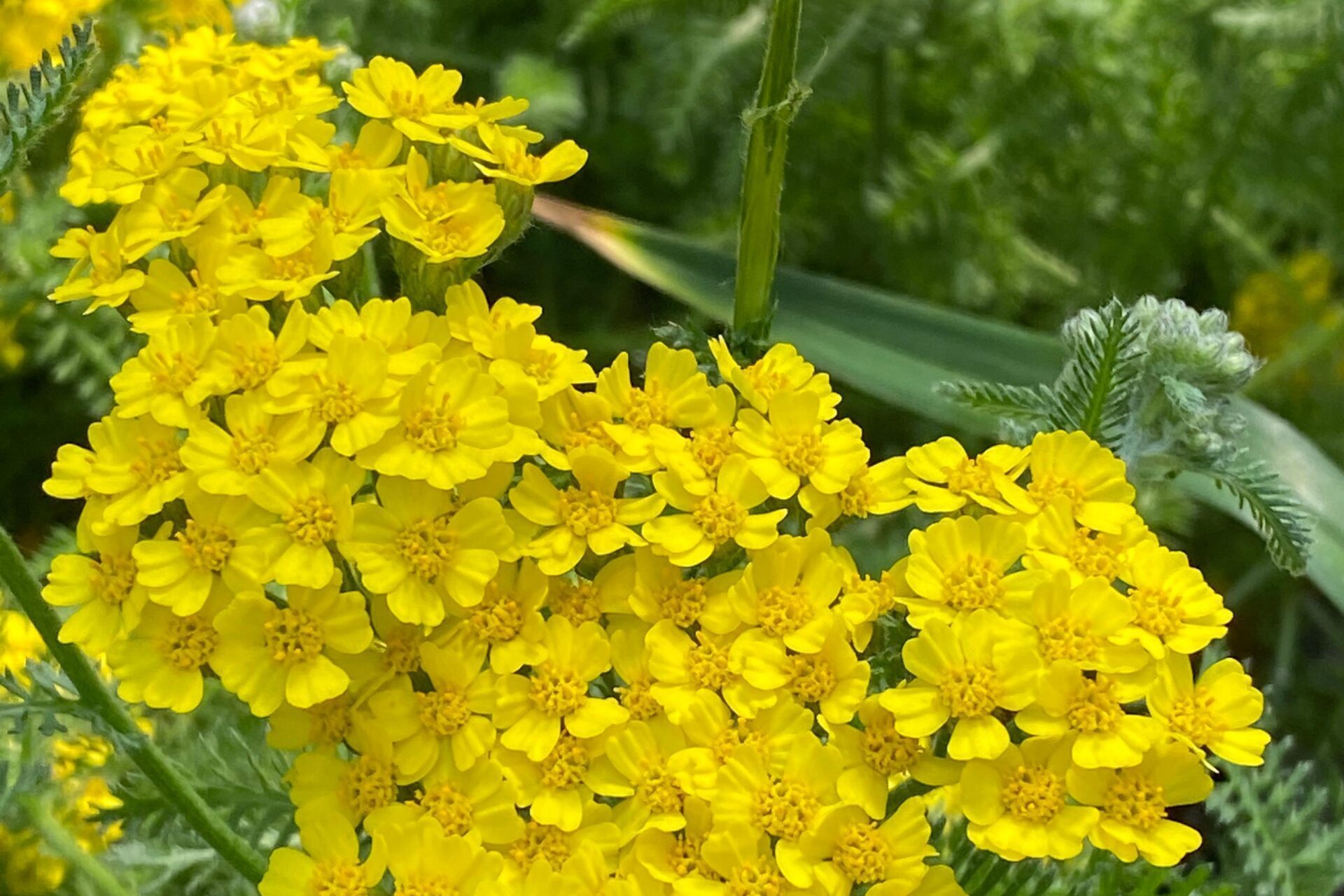 Achillea-millefolium-Desert-Eve