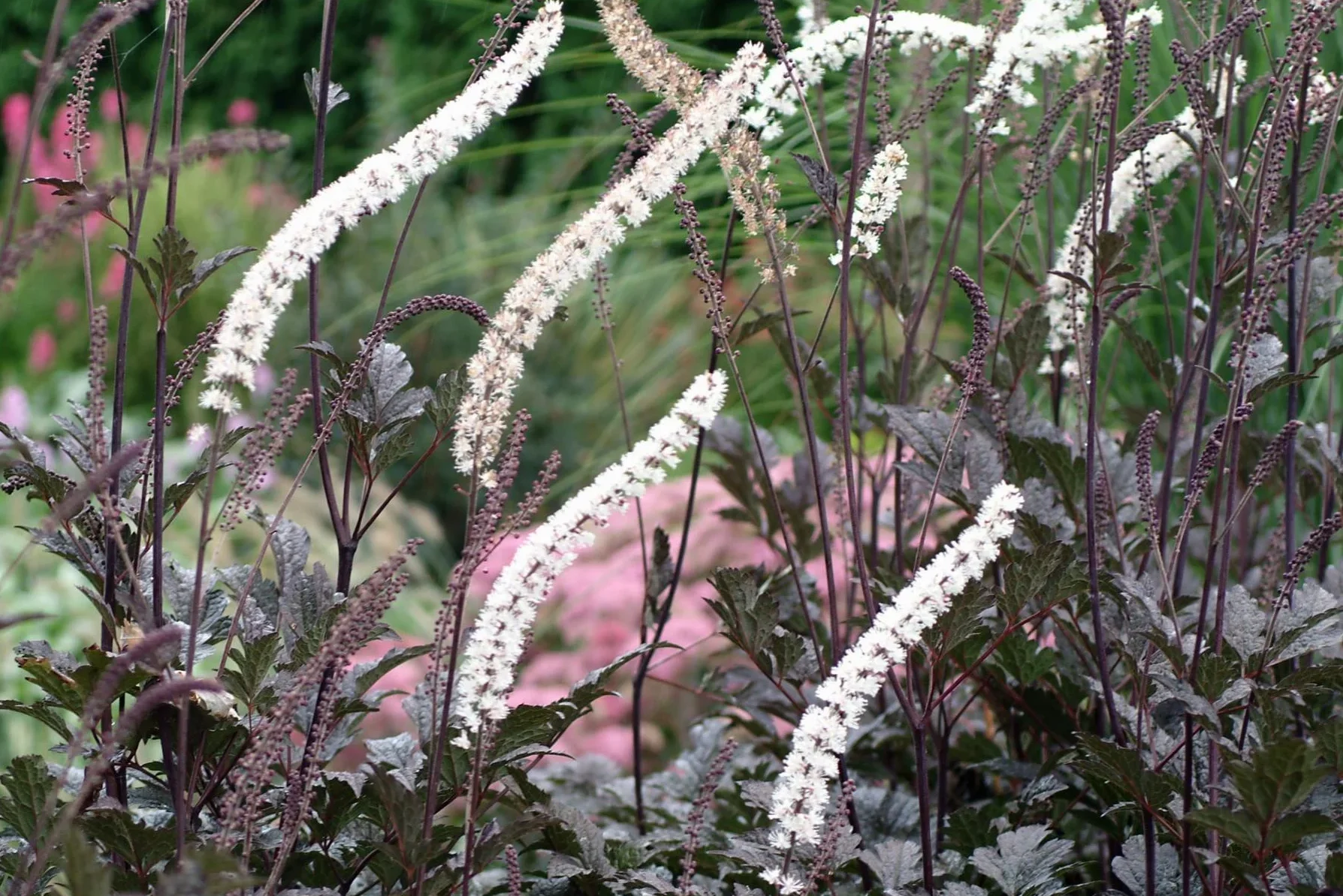 Actaea simplex Snakeroot Black Negligee