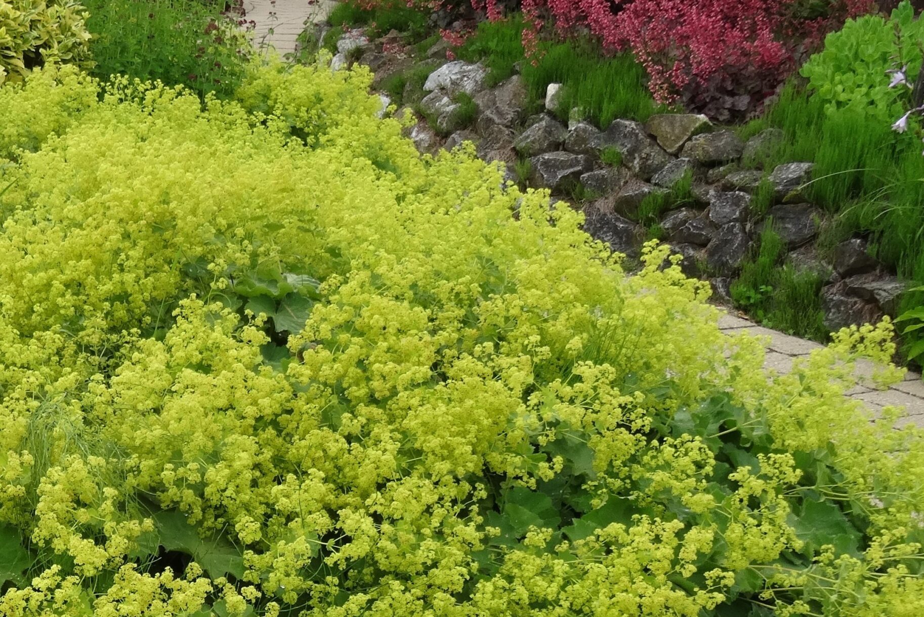 Alchemilla-mollis