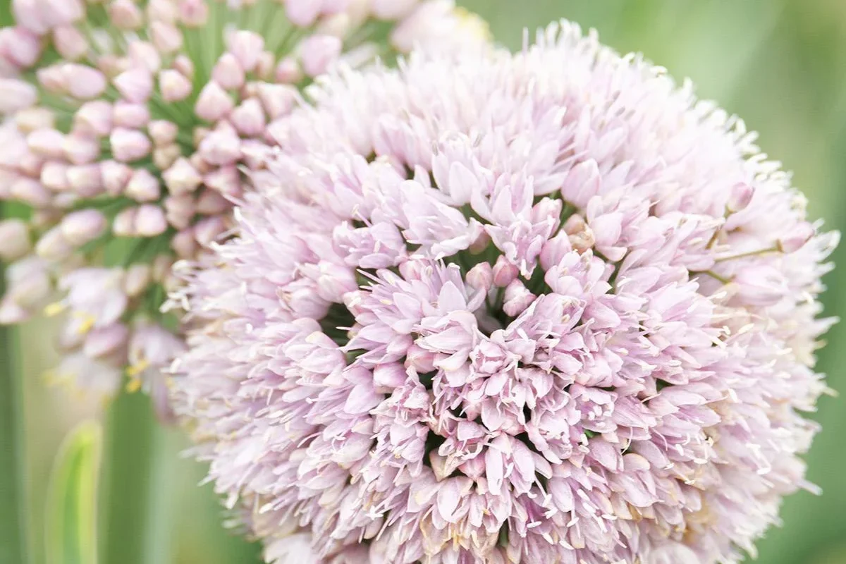 Allium Bubble Bath Ornamental Onion
