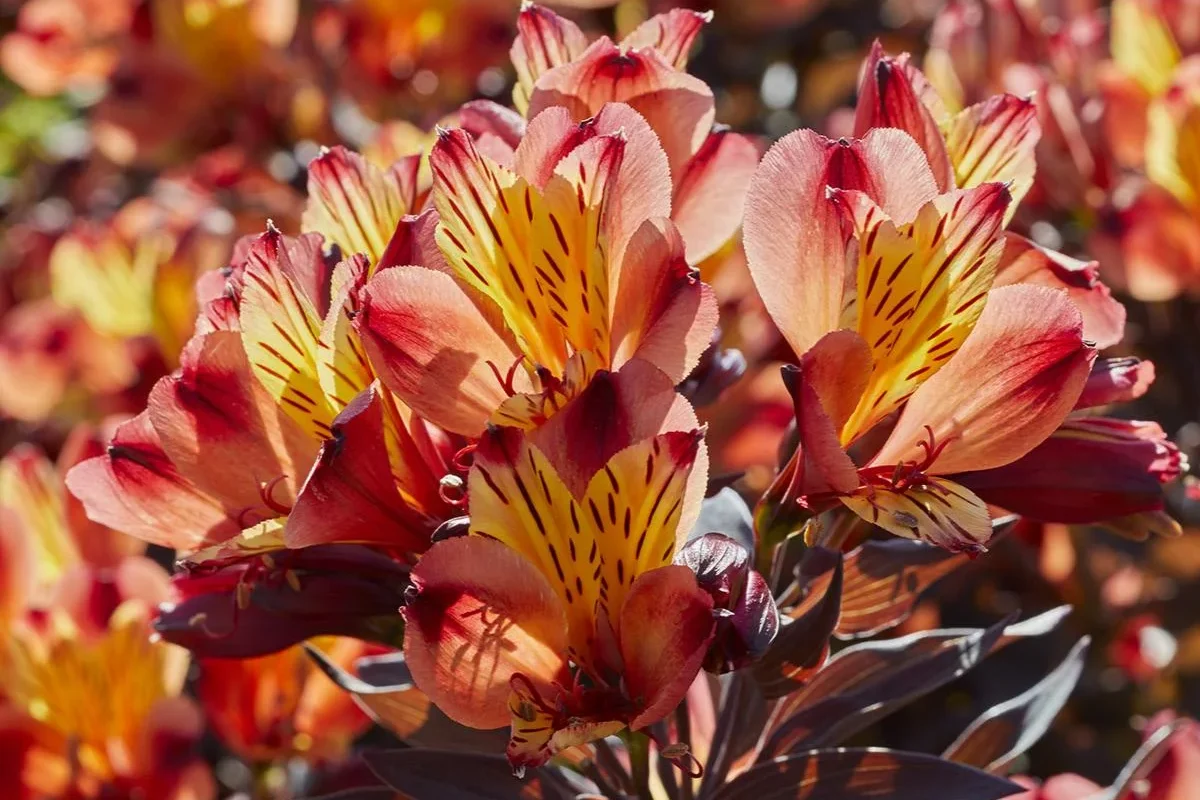 Alstroemeria Indian Summer Peruvia Lily