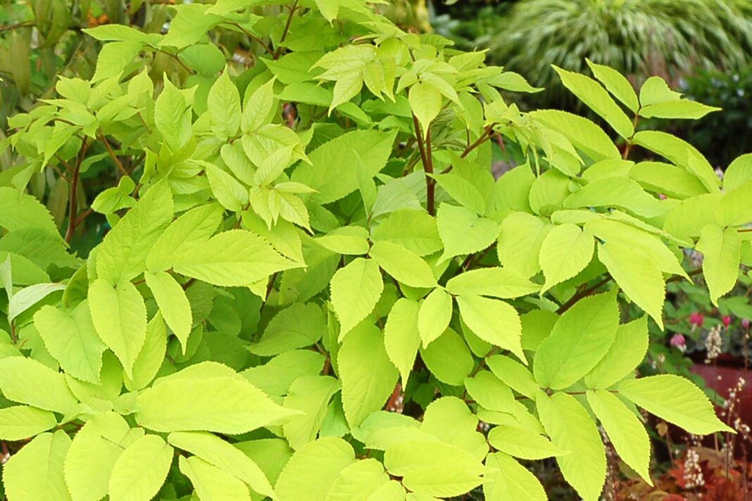 Aralia-cordata-Sun-King