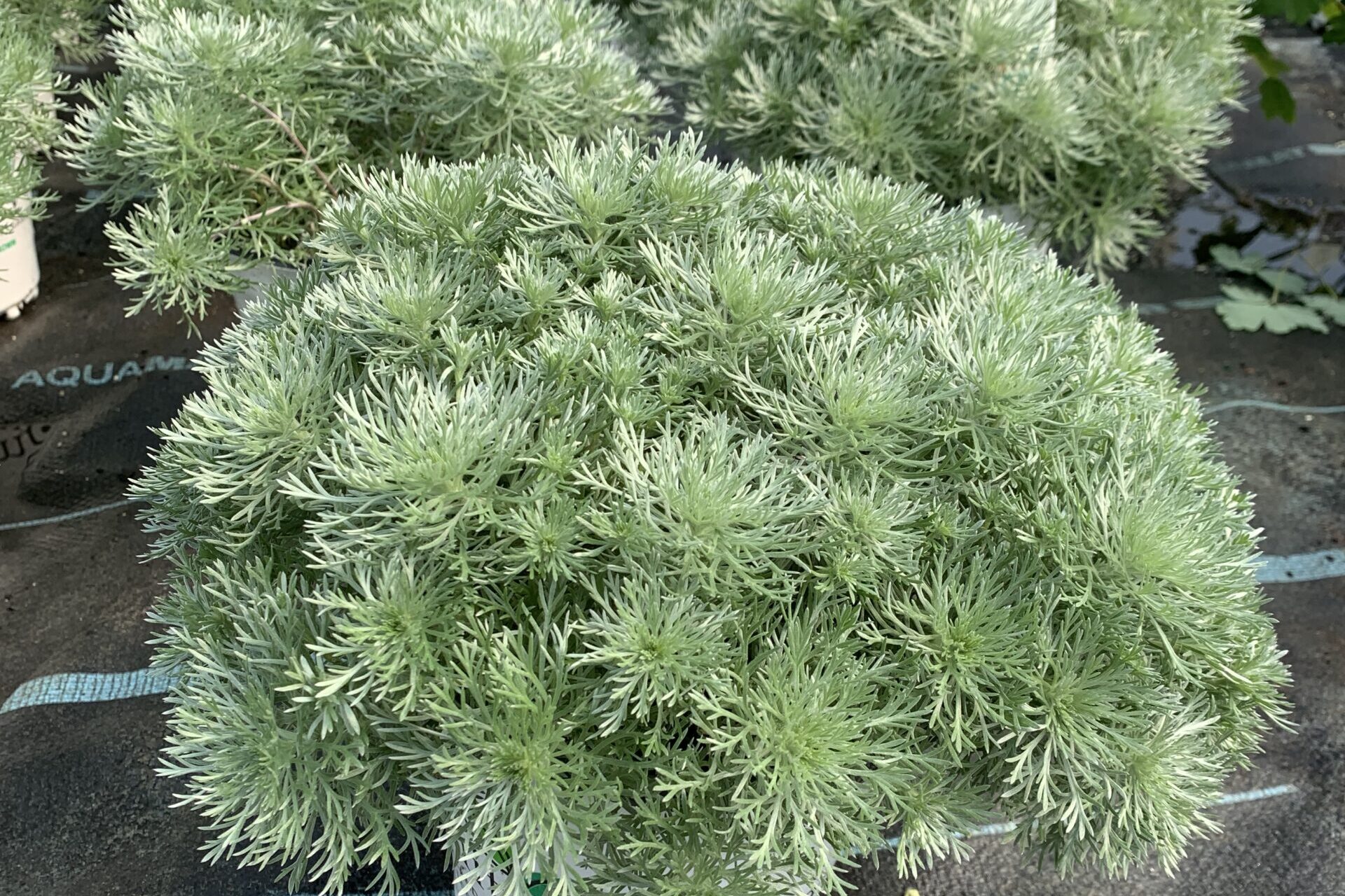 Artemisia-schmidtiana-Silver-Mound