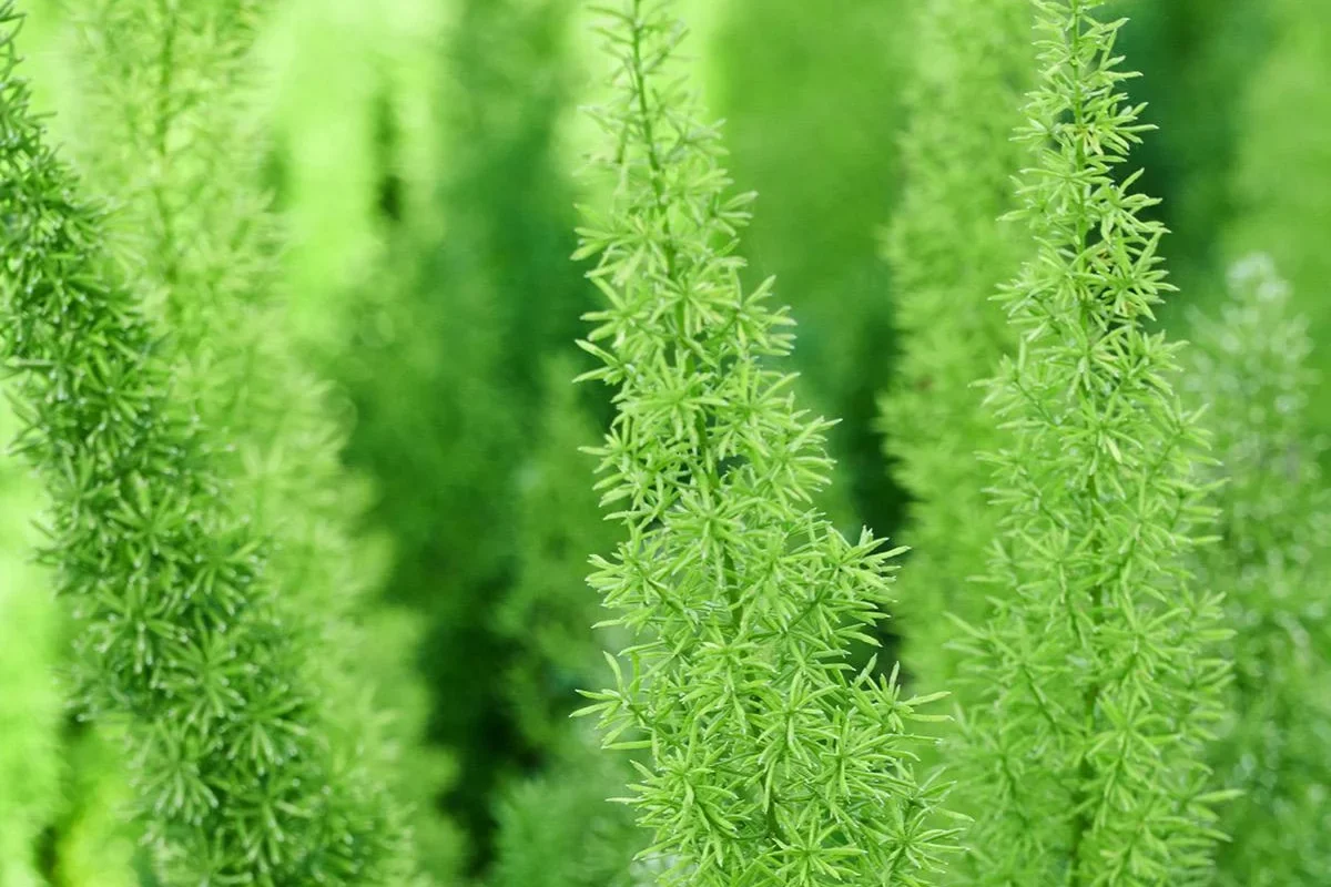 Asparagus Foxtail Fern