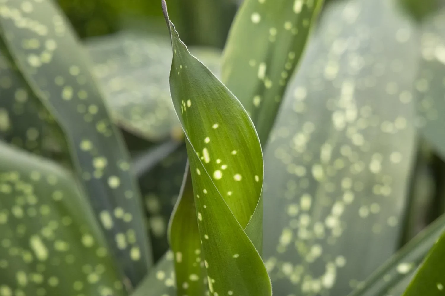 Aspidistra Spek-tacular Cast Iron Plant