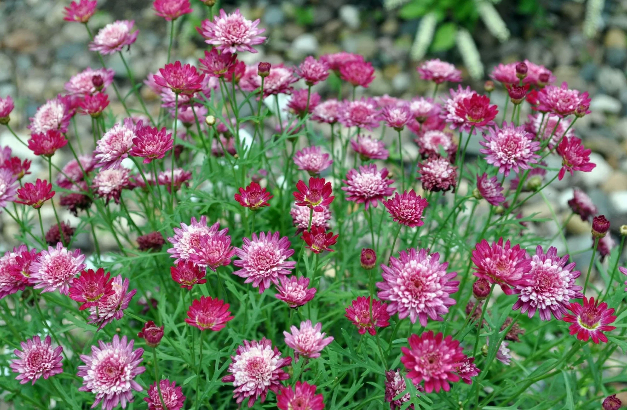 Astrantia Magical Diamonds Red Masterwort