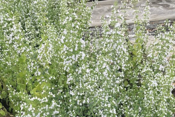 Calamintha-nepeta-ssp-Nepeta