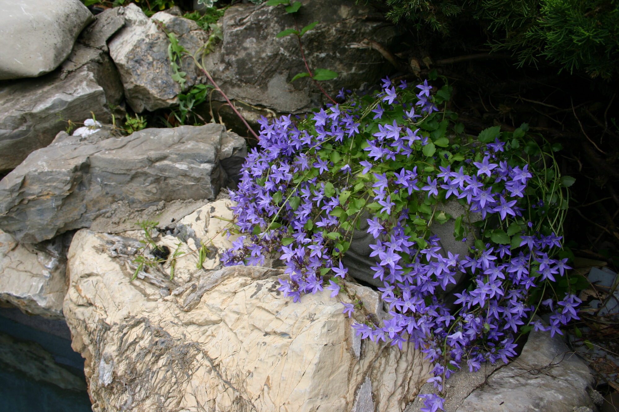 Campanula-poscharskyana-Blue-Waterfall