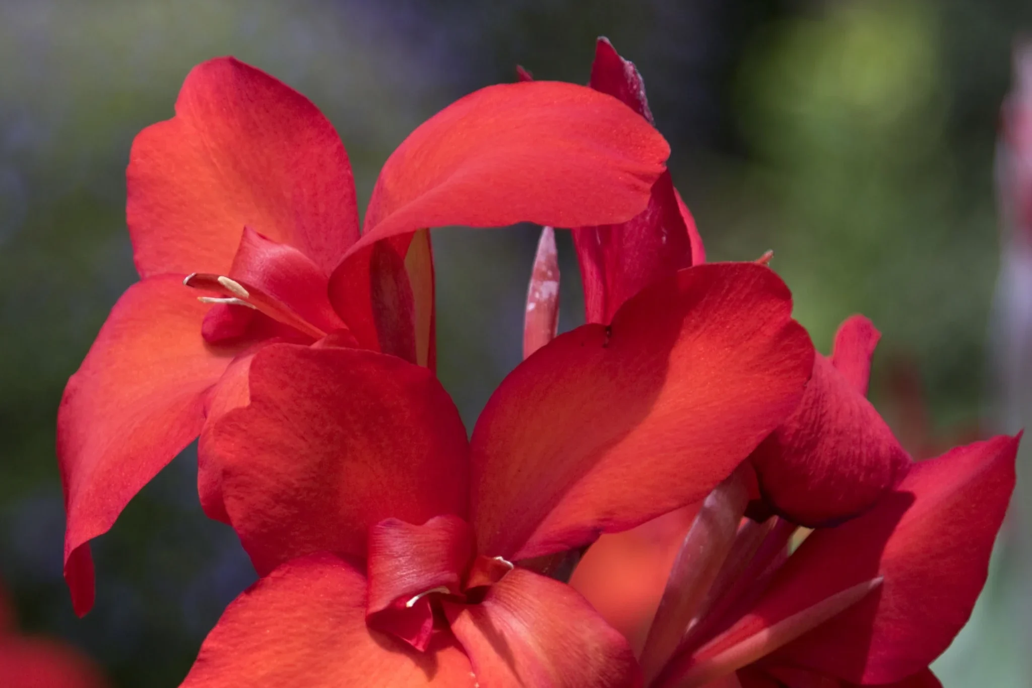Canna Cleopatra Red