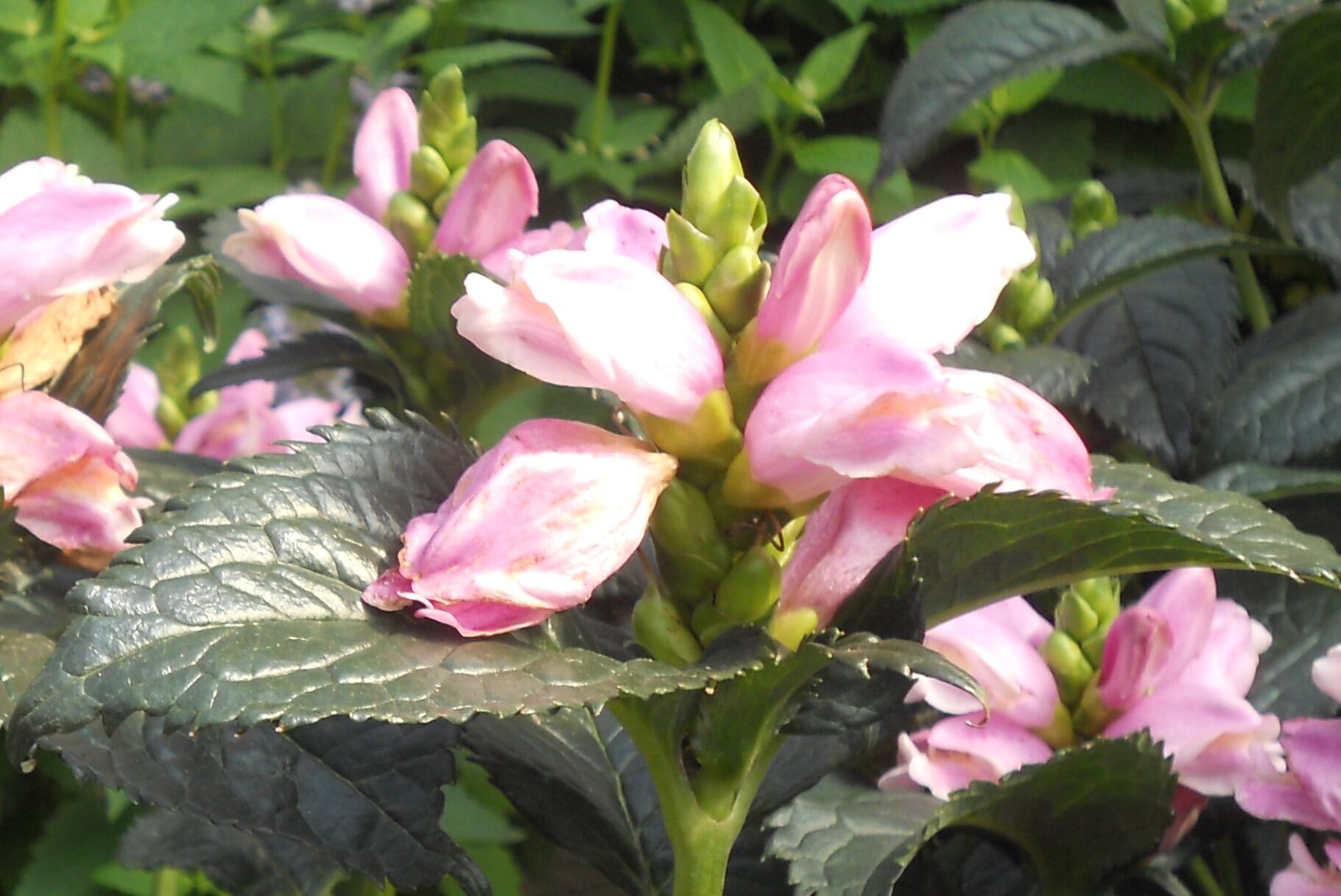 Chelone-lyonii-Hot-Lips