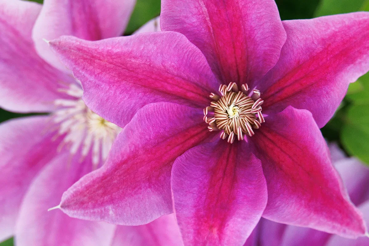 Clematis Boulevard Poseidon