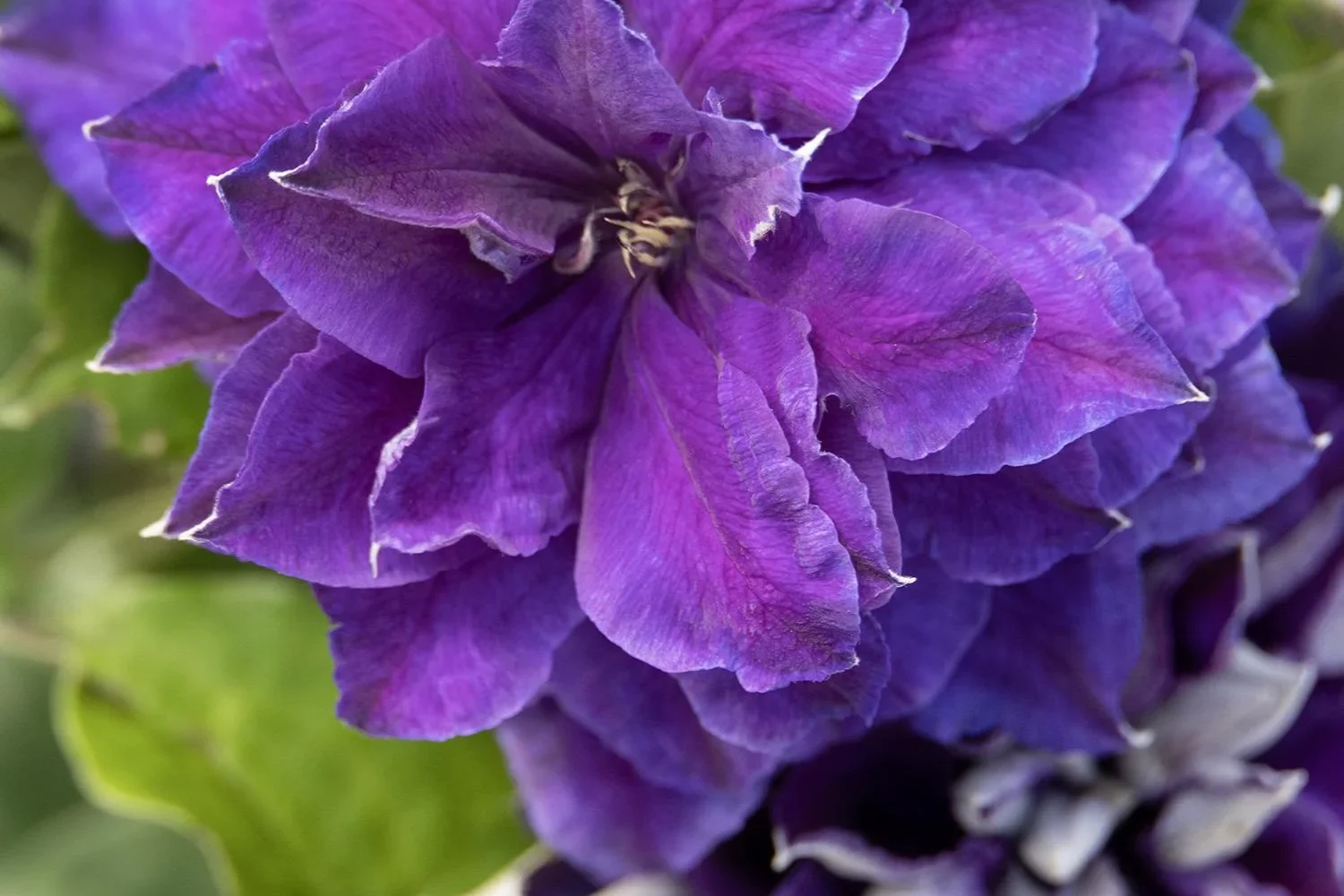 Clematis Frillseeker