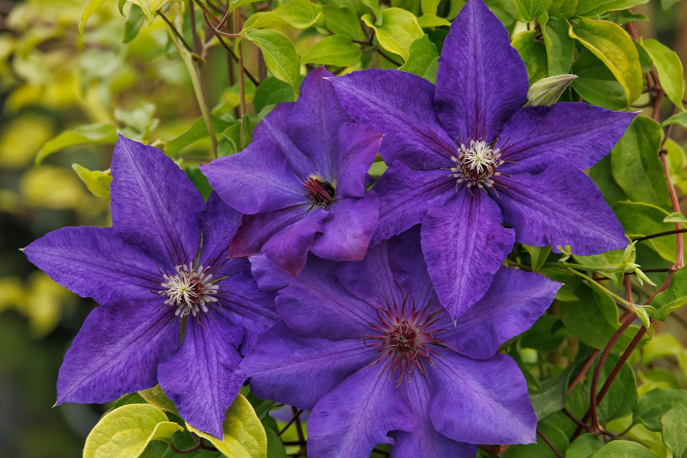 Clematis Royal Cascade