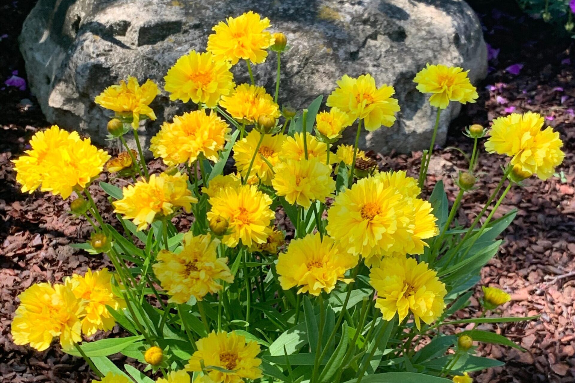 Coreopsis-Leading-Lady-Charlize
