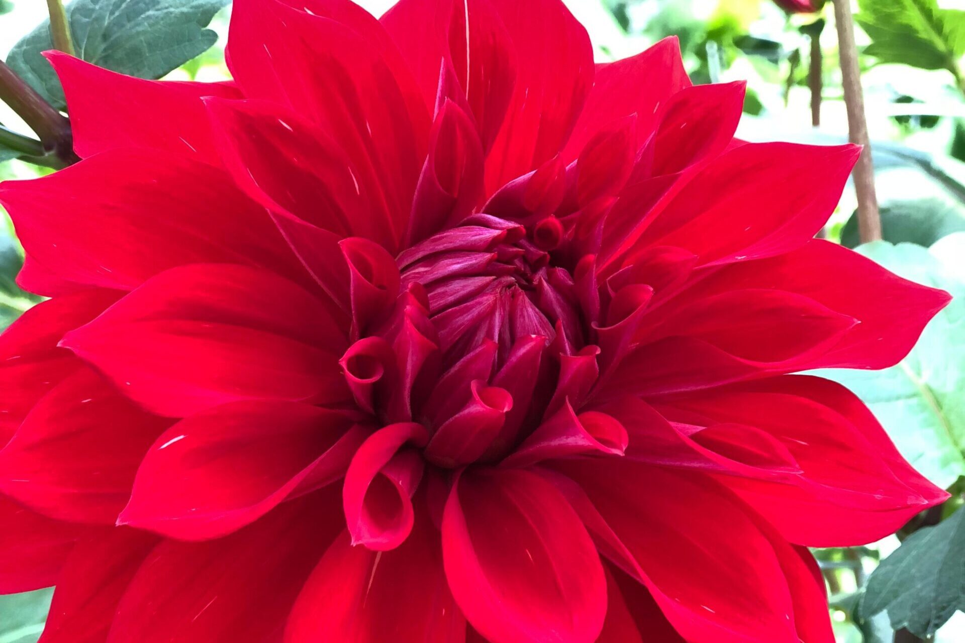 Dahlia-Babylon-Red