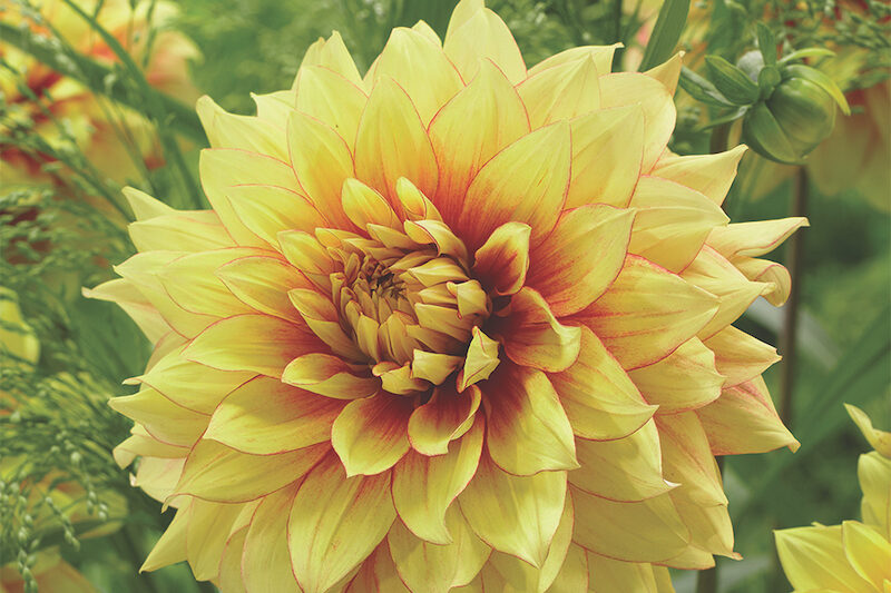 Dahlia Dazzling Sun