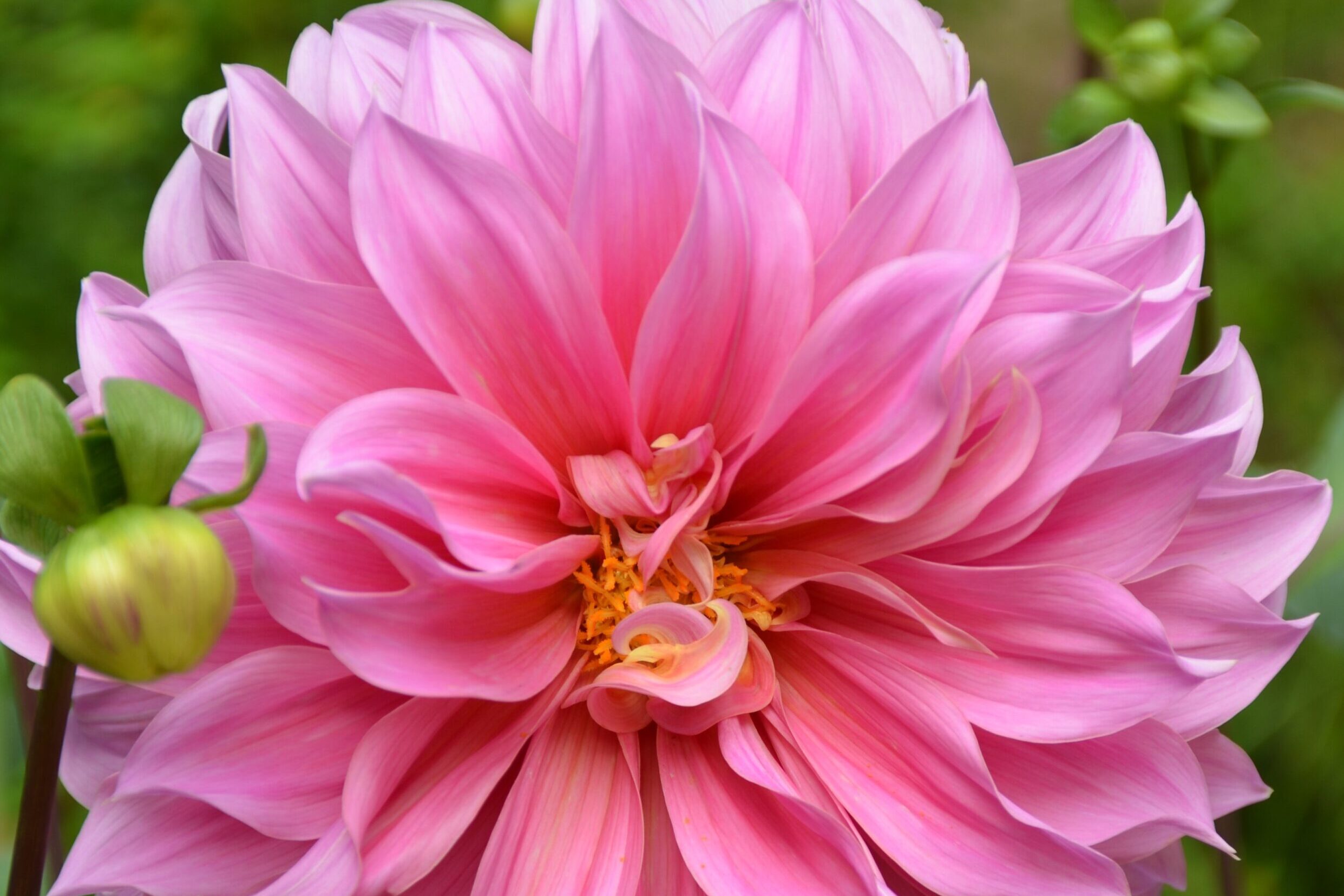 Pink Dahlia