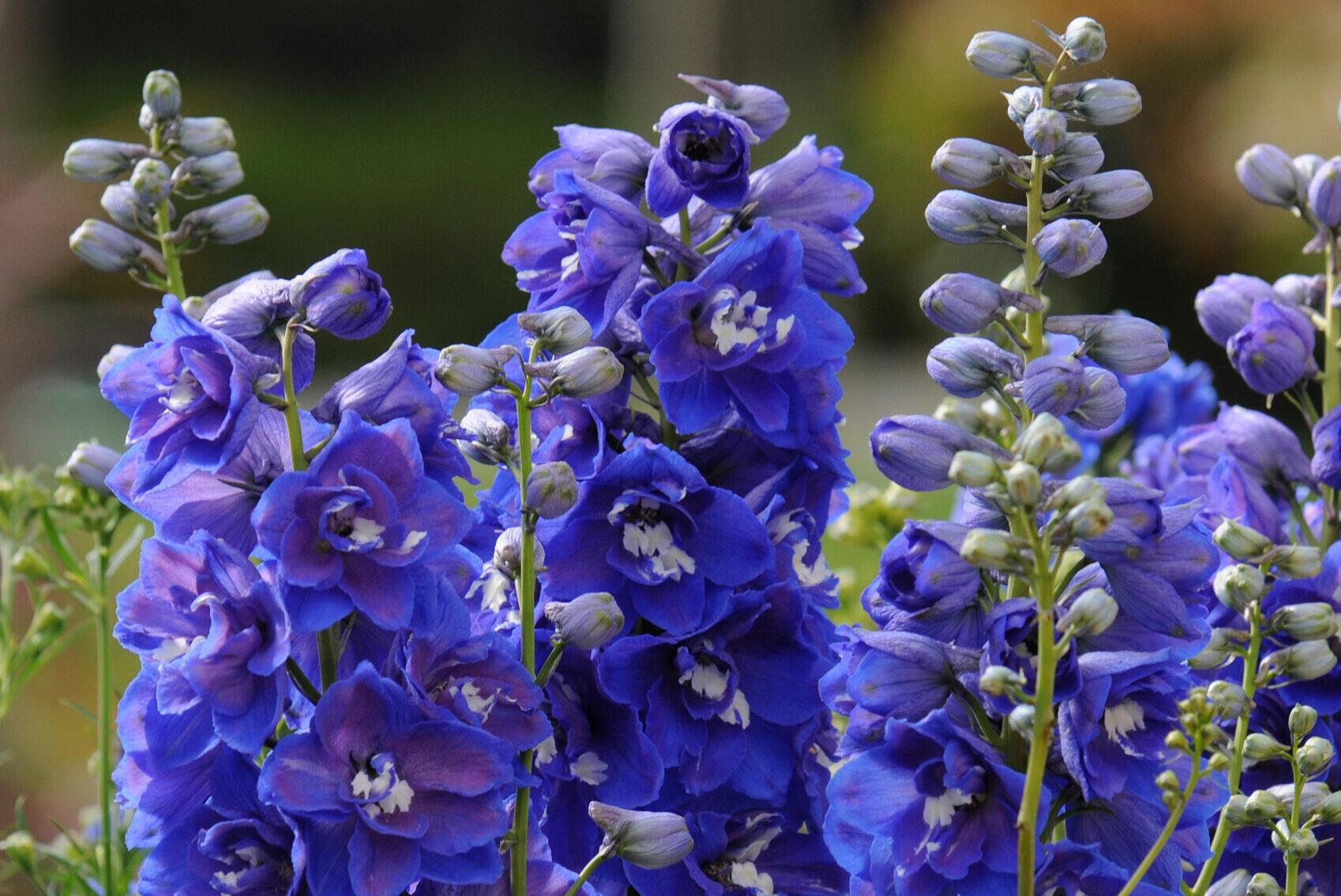 Delphinium-elatum-Dasante-Blue