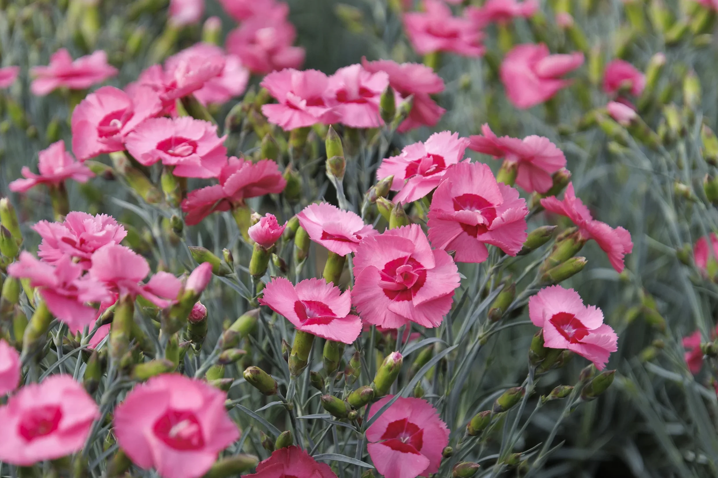 Dianthus Scent of Heaven Angel of Hope