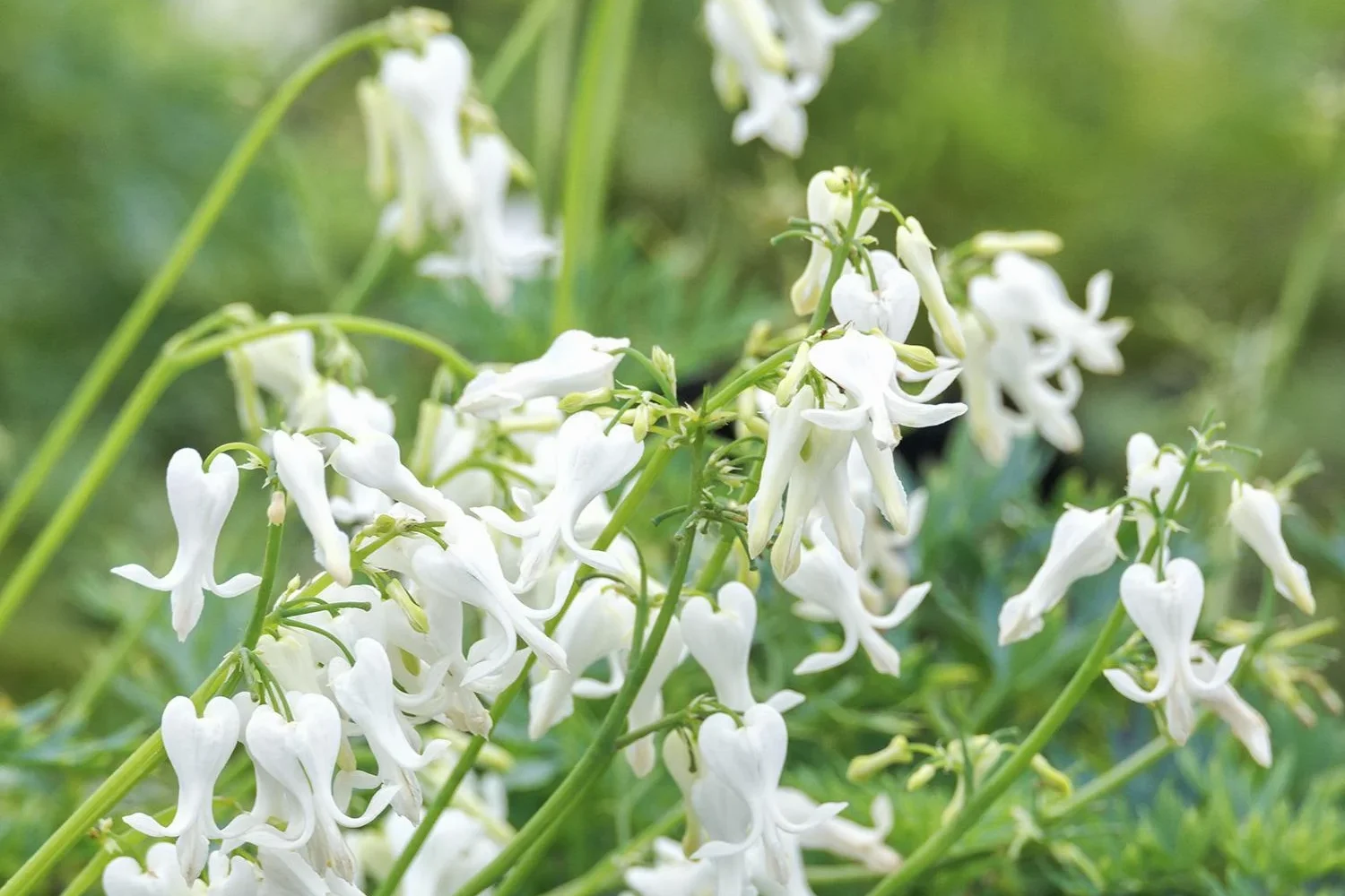Dicentra Amore Titanium Bleeding Heart