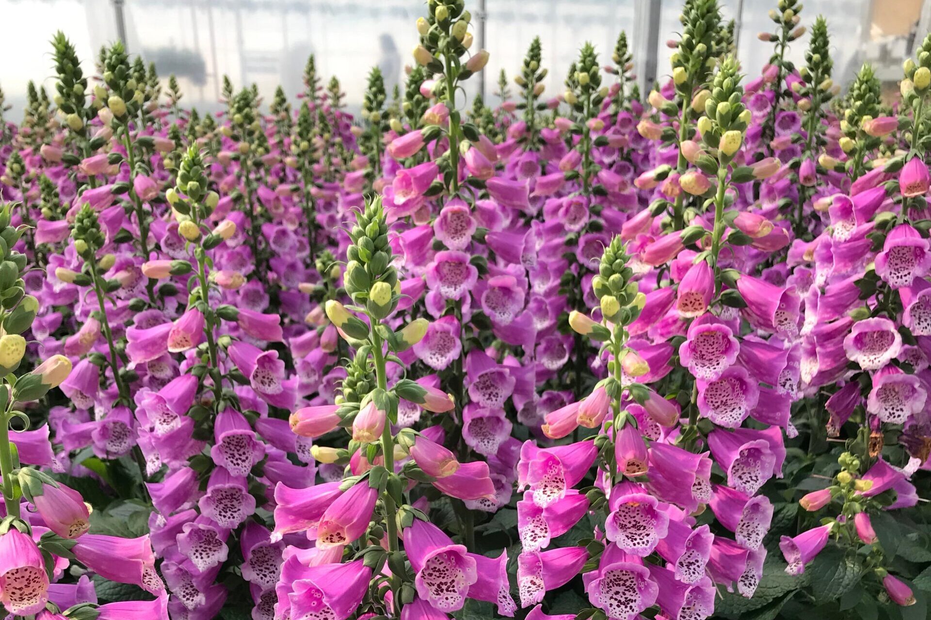 Digitalis-purpurea-Dalmatian-Purple-Improved