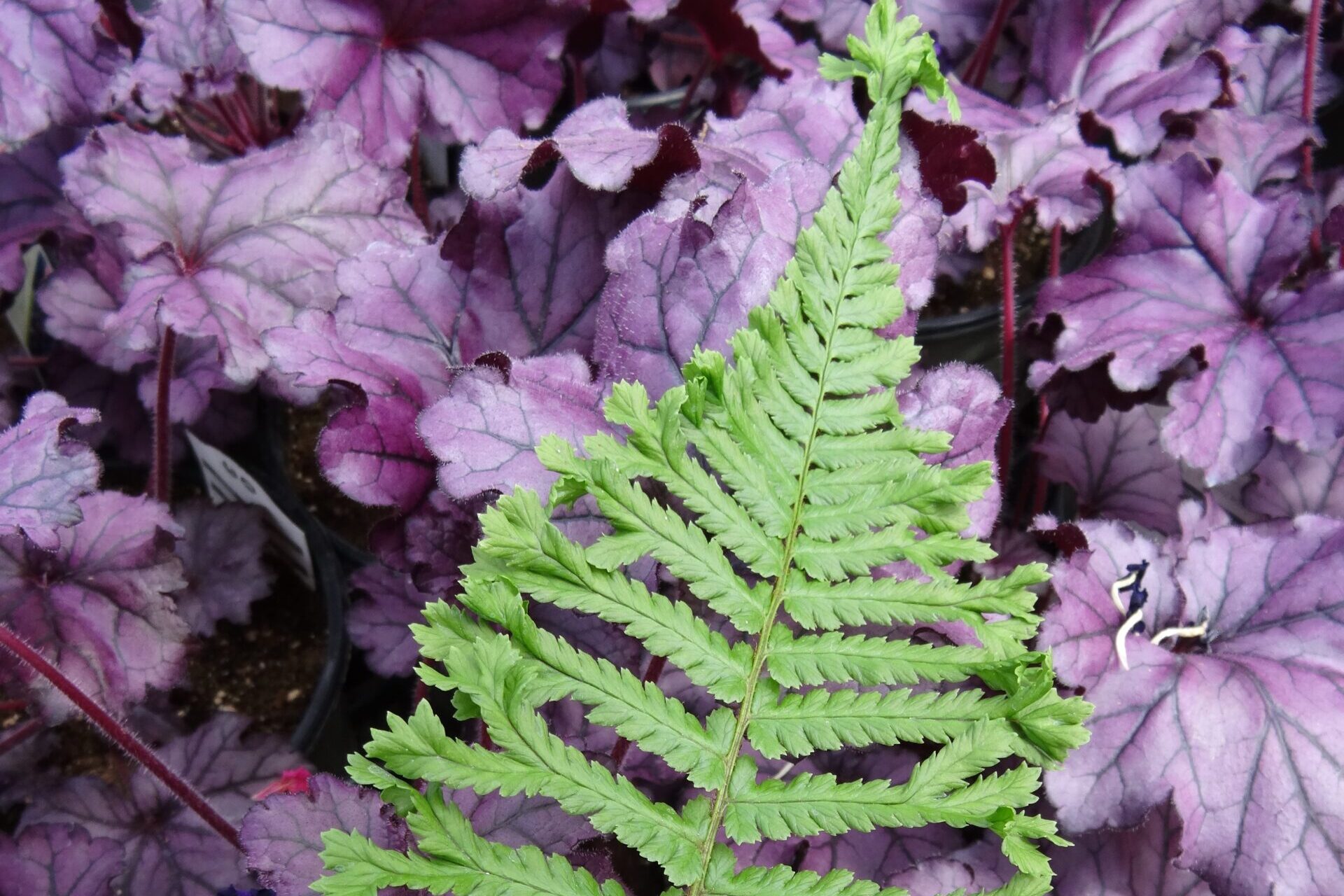 Dryopteris-affinis-Cristata-The-King