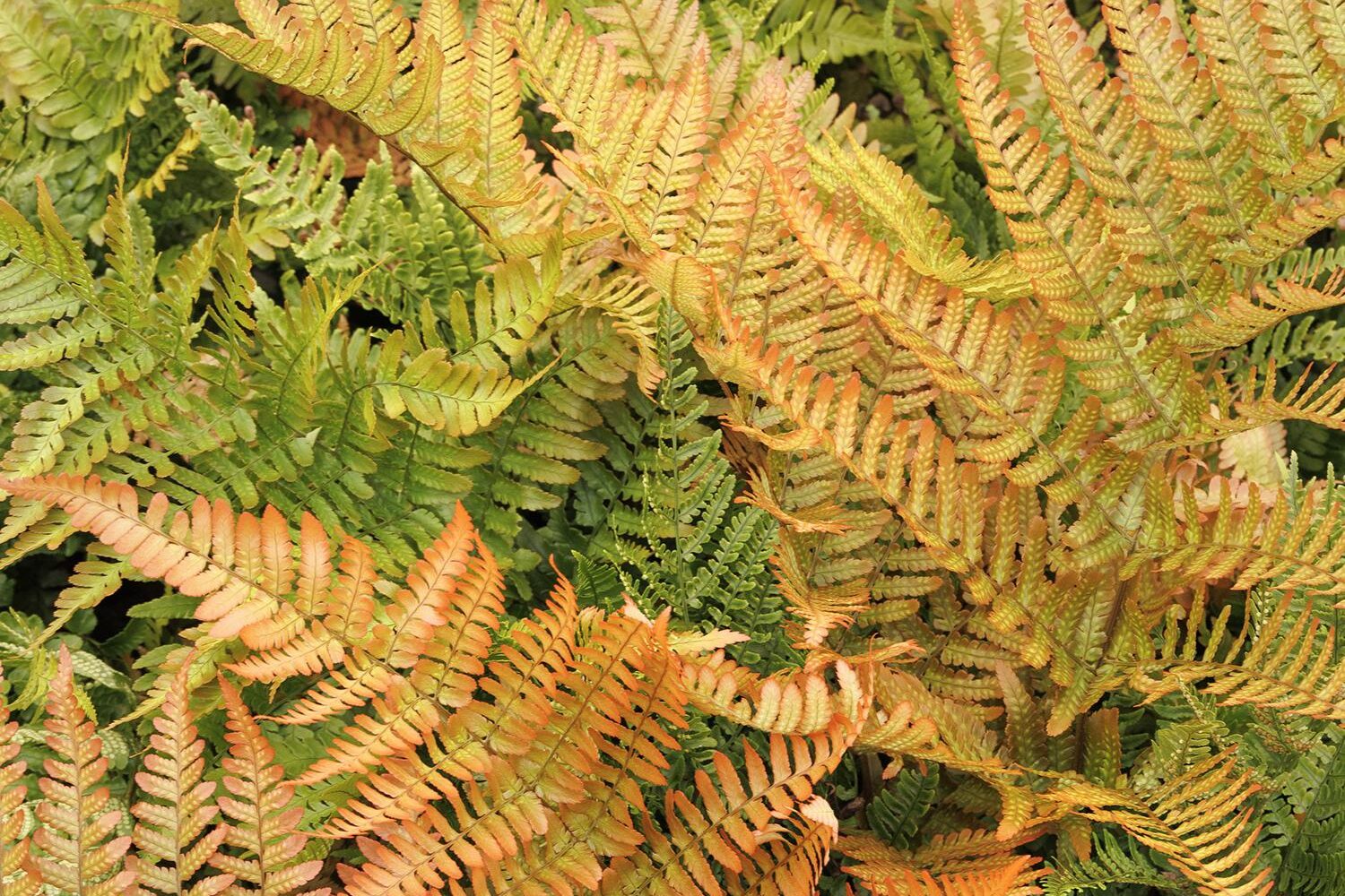 Dryopteris erythrosora Brilliance Autumn Fern