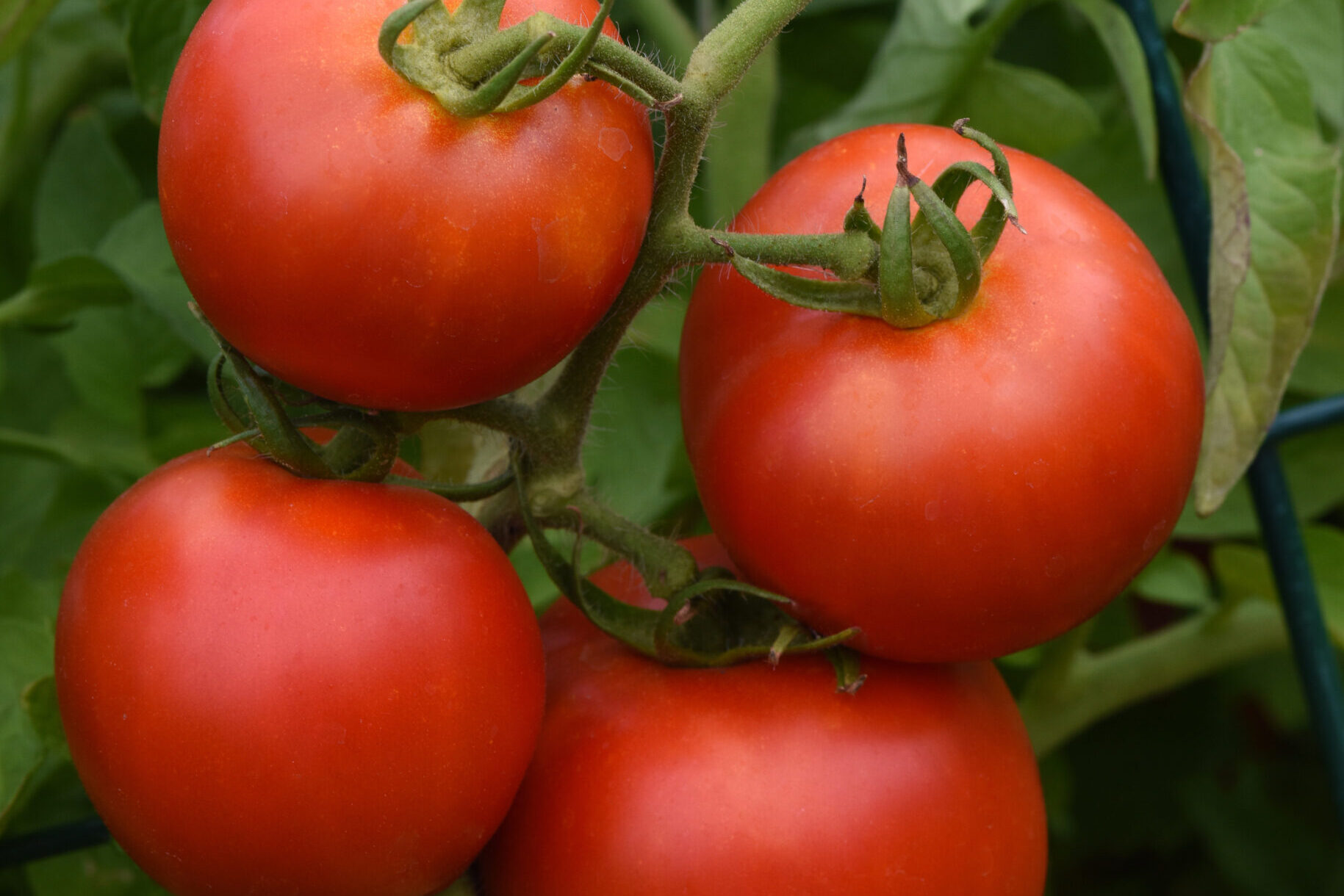 Early_girl_Vegetable