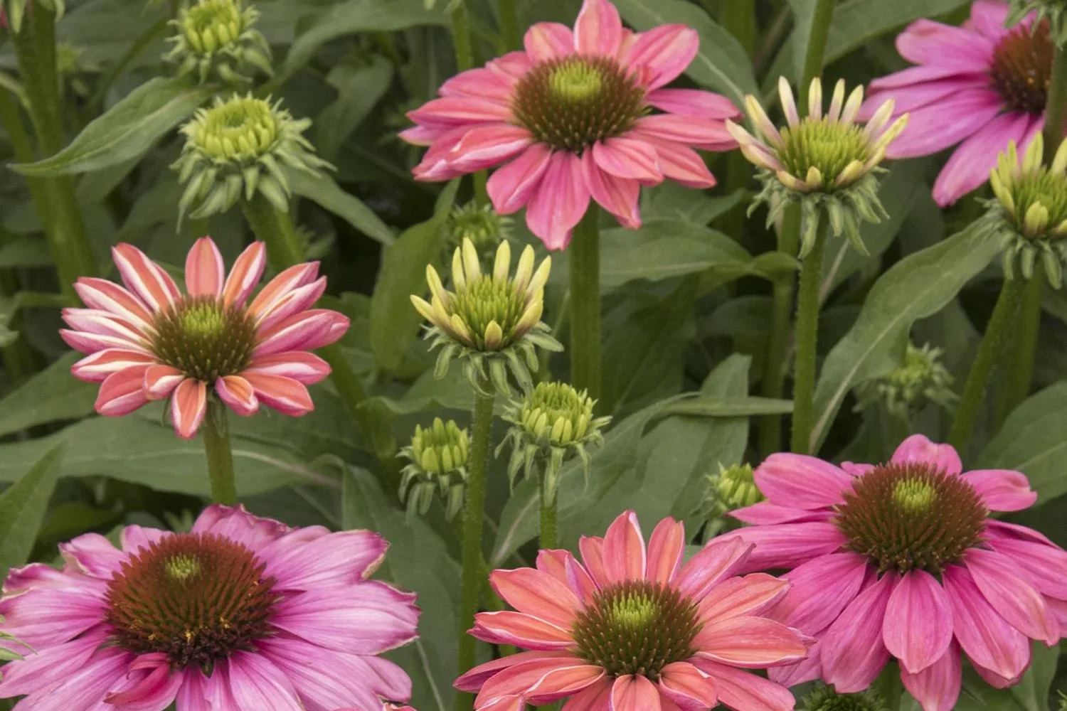 Echinacea Evolution Colorific Coneflower