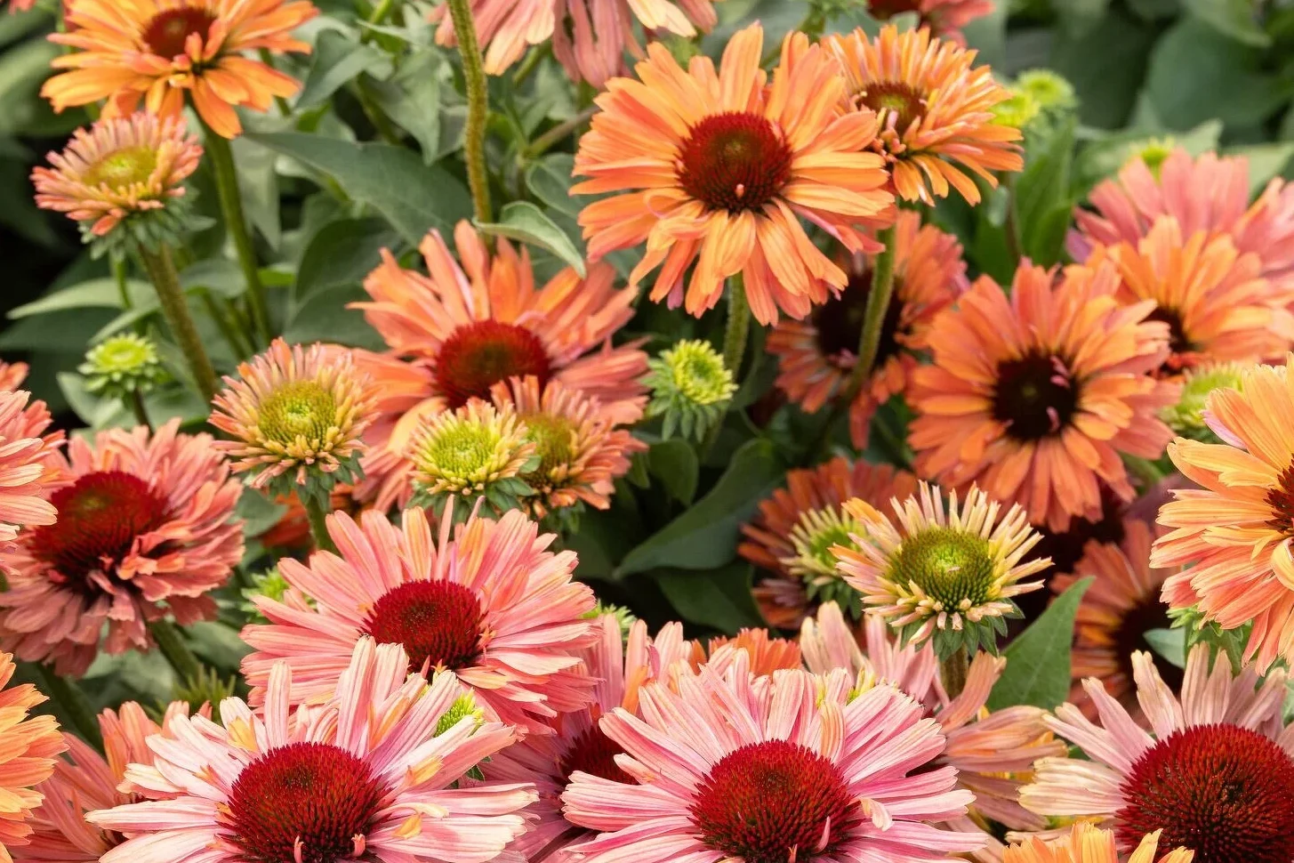 Echinacea Fresco Apricot Coneflower