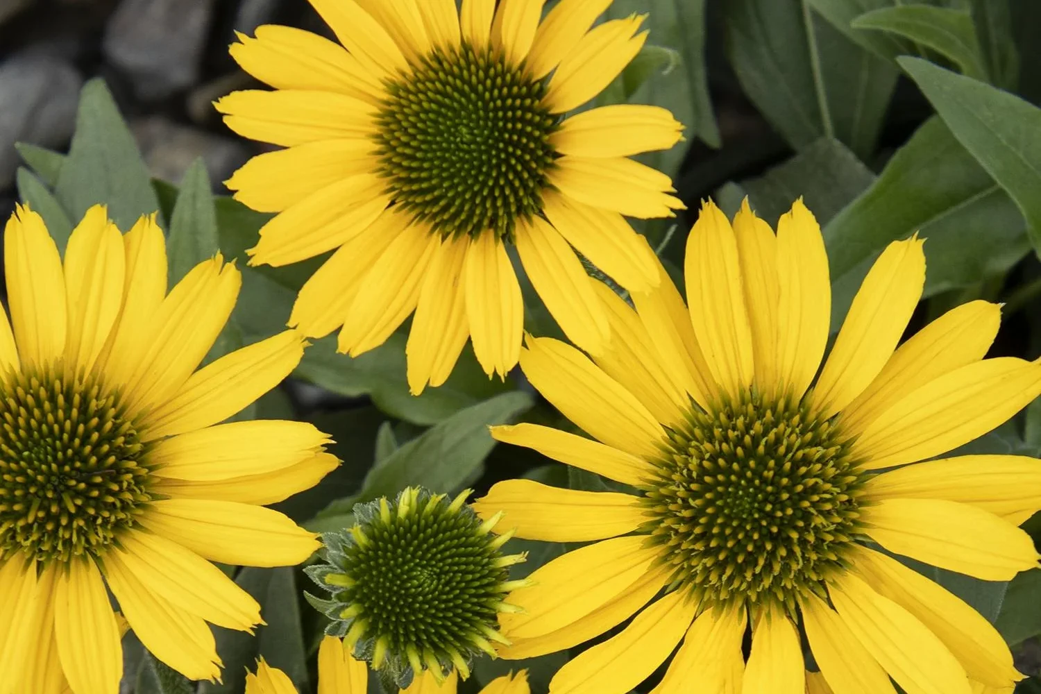 Echinacea Kismet Yellow Coneflower