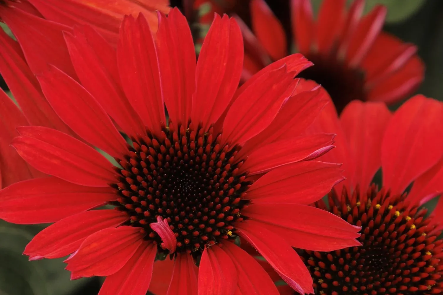 Echinacea Panama Red Coneflower