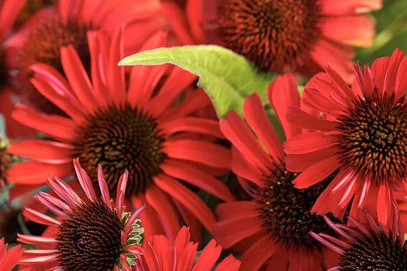 Echinacea Prima Ruby Coneflower