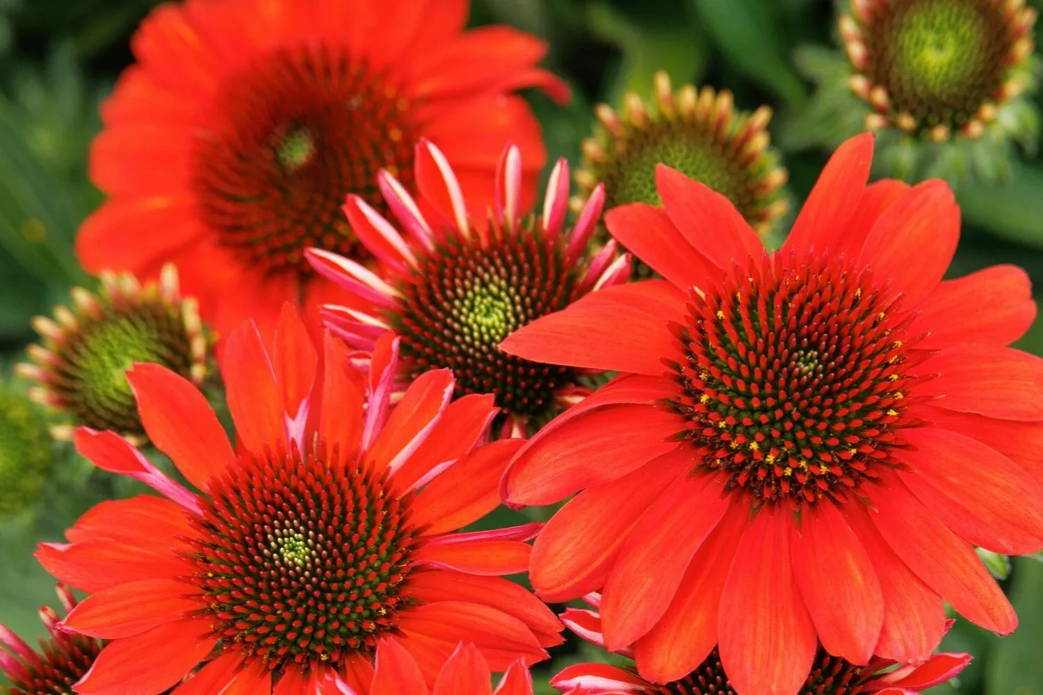 Echinacea Sunmagic Vintage Electric Orange Coneflower