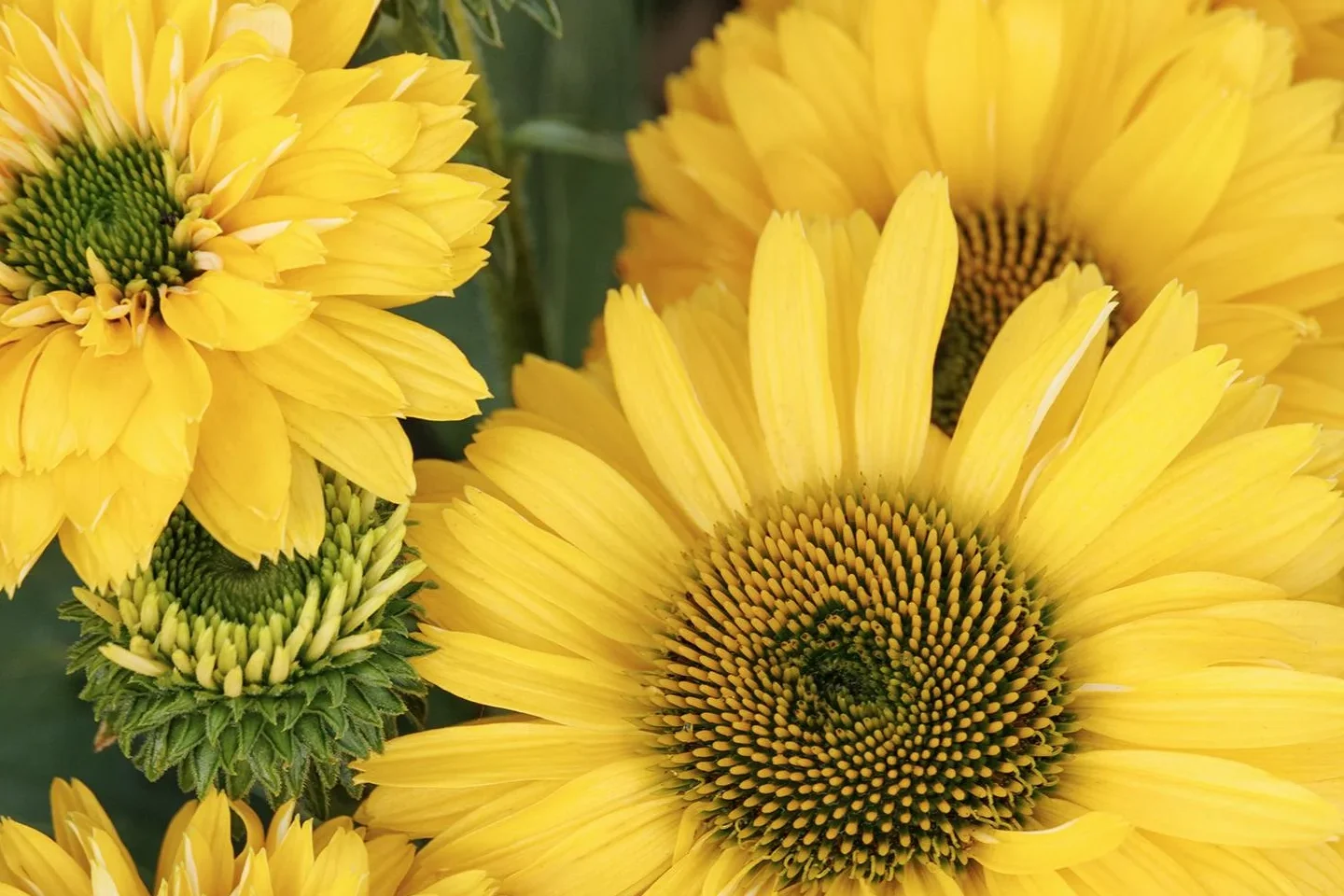 Echinacea Sunseekers Golden Sun Coneflower