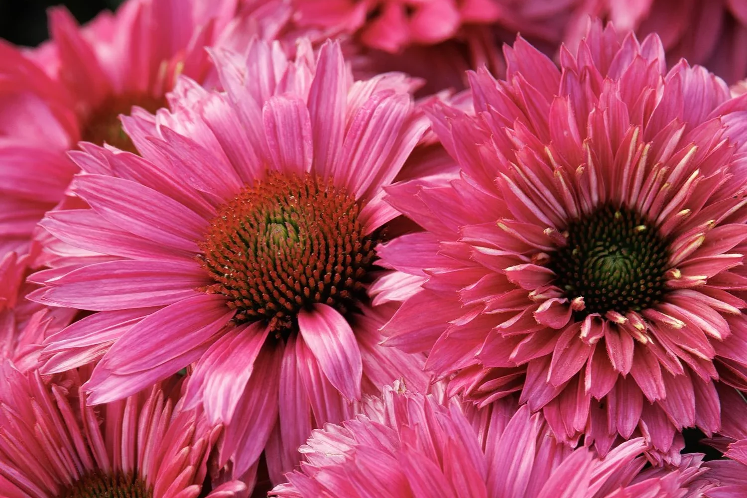 Echinacea Sunseekers Sweet Fuchsia Coneflower