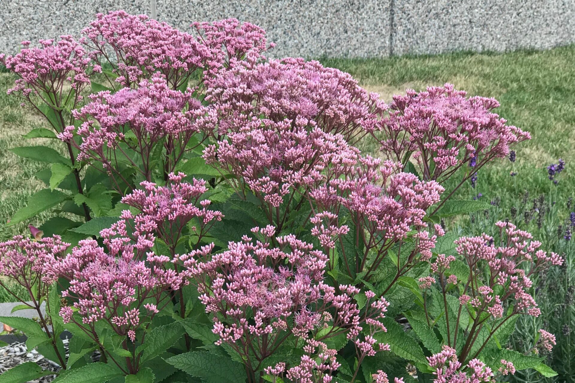 Eupatorium-purpureum-Euphoria-Euphoria-Ruby