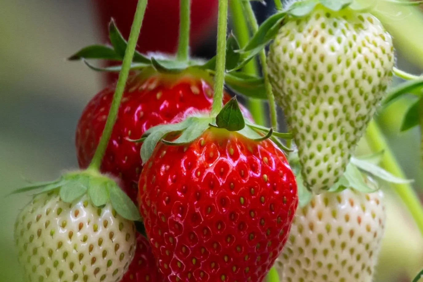 Fragaria Summer Breeze Cherry Blosson Strawberry