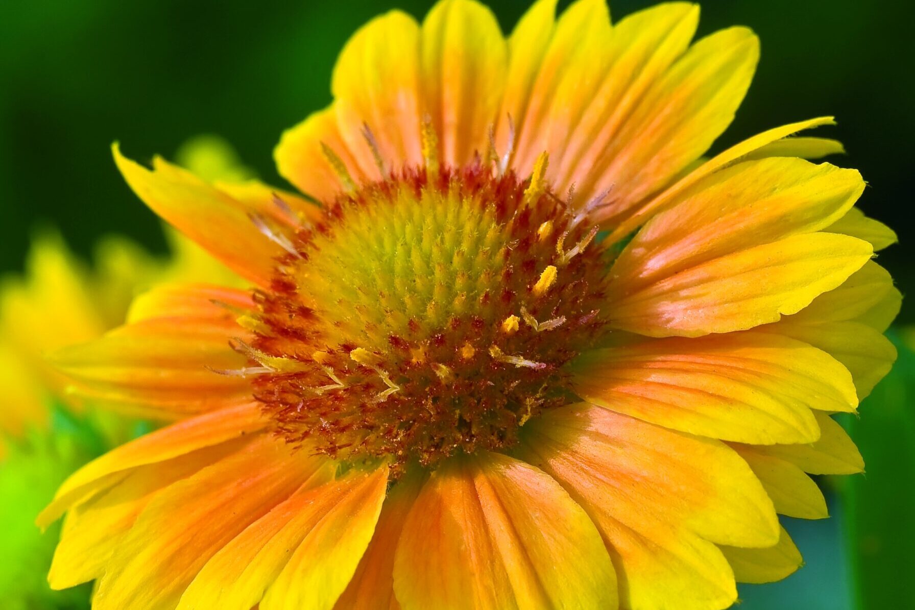 Gaillardia-aristata-Arizona-Apricot
