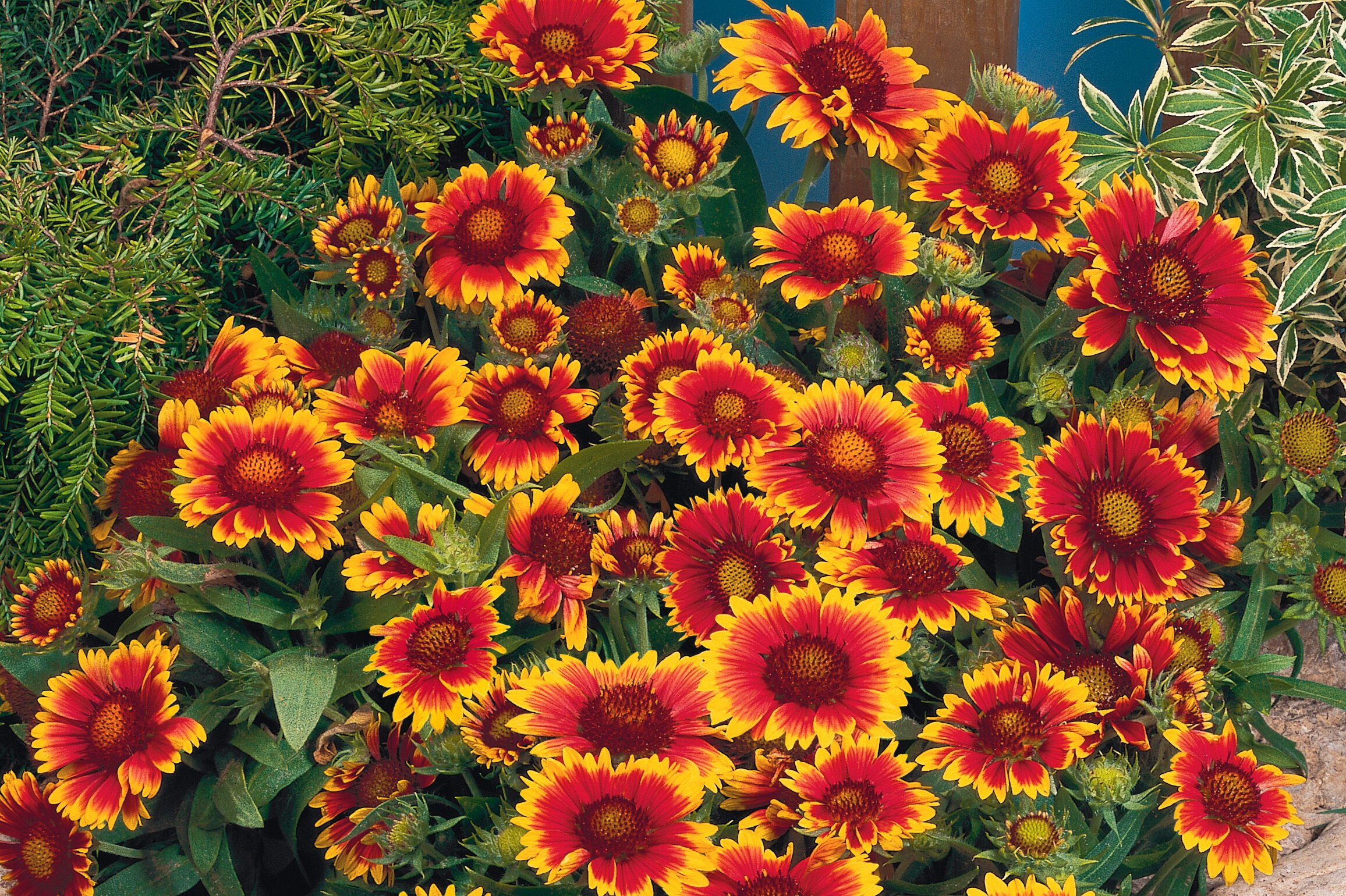 Gaillardia-aristata-Arizona-Sun