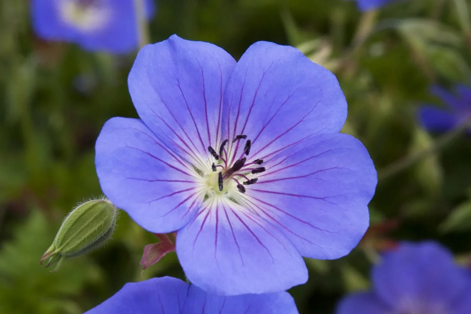 Geranium Rozanne Cranesbill
