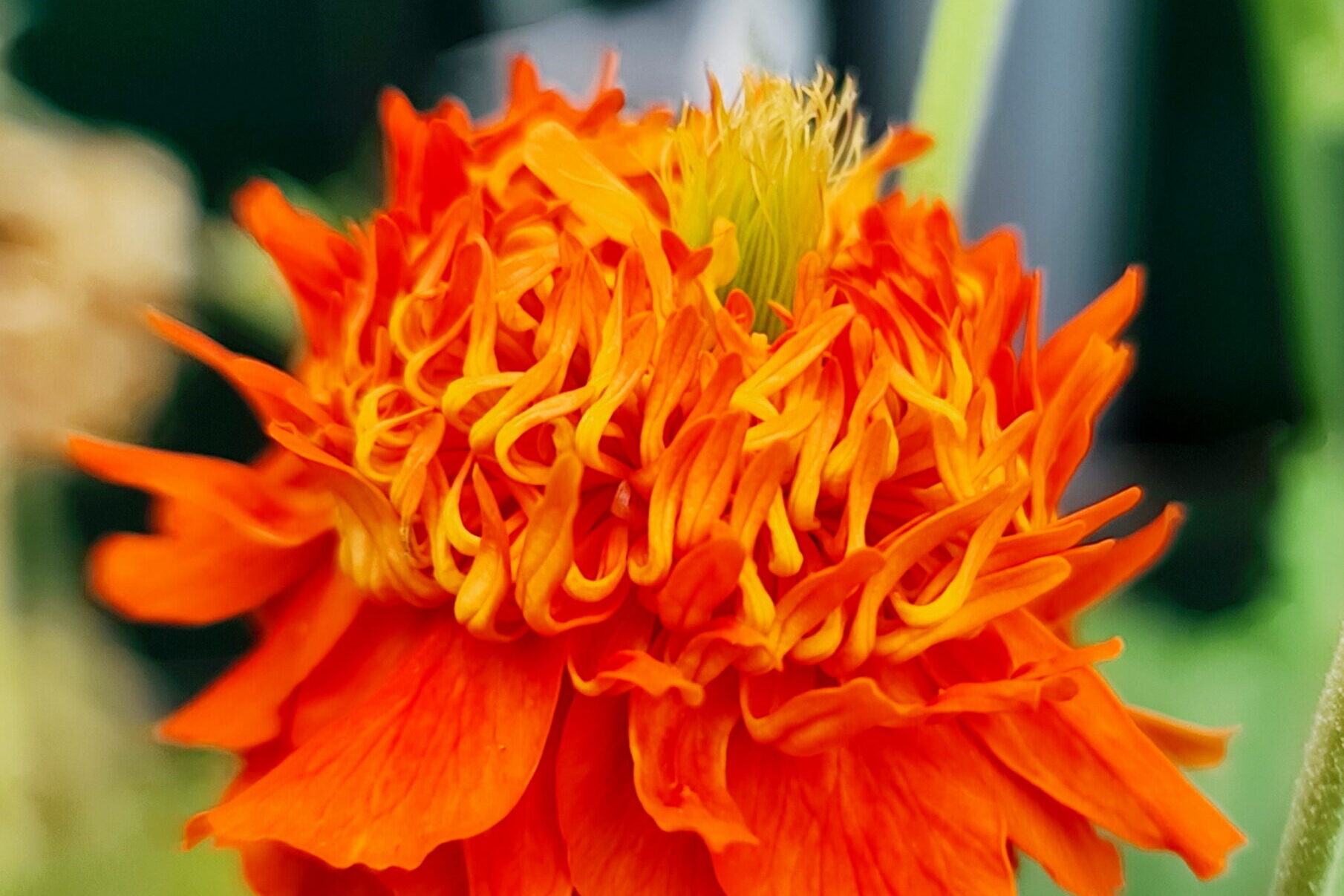 Geum-coccineum-Pumpkin-Orange
